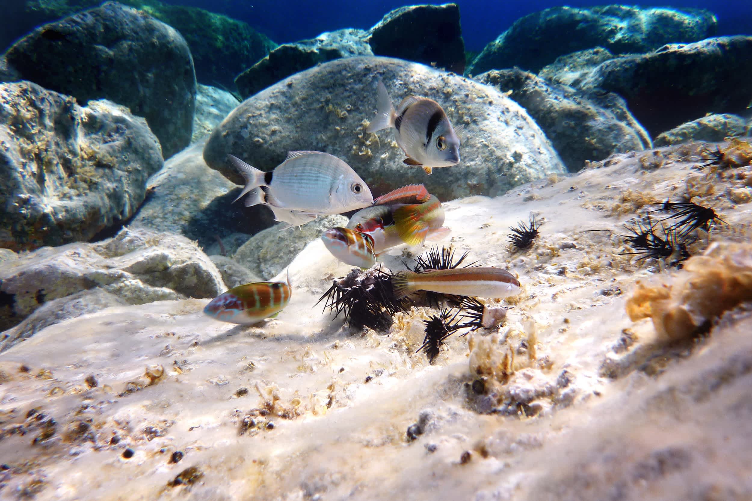 Mittelmeerfische mit einem Seeigel

