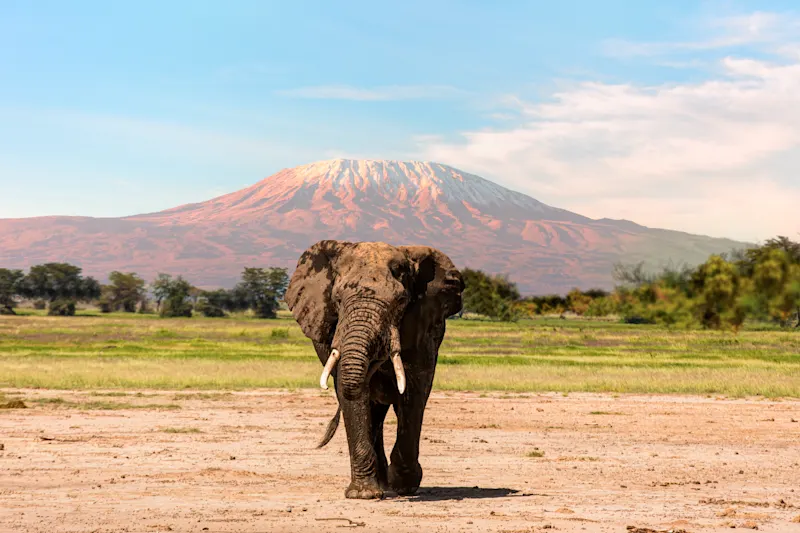 Ein Elefant vor dem Kilimandscharo.