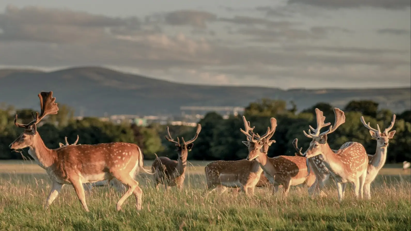Irland, Dublin, Phoenix Park Ein Hirsch Herde im Phoenix Park in Dublin, Irland.