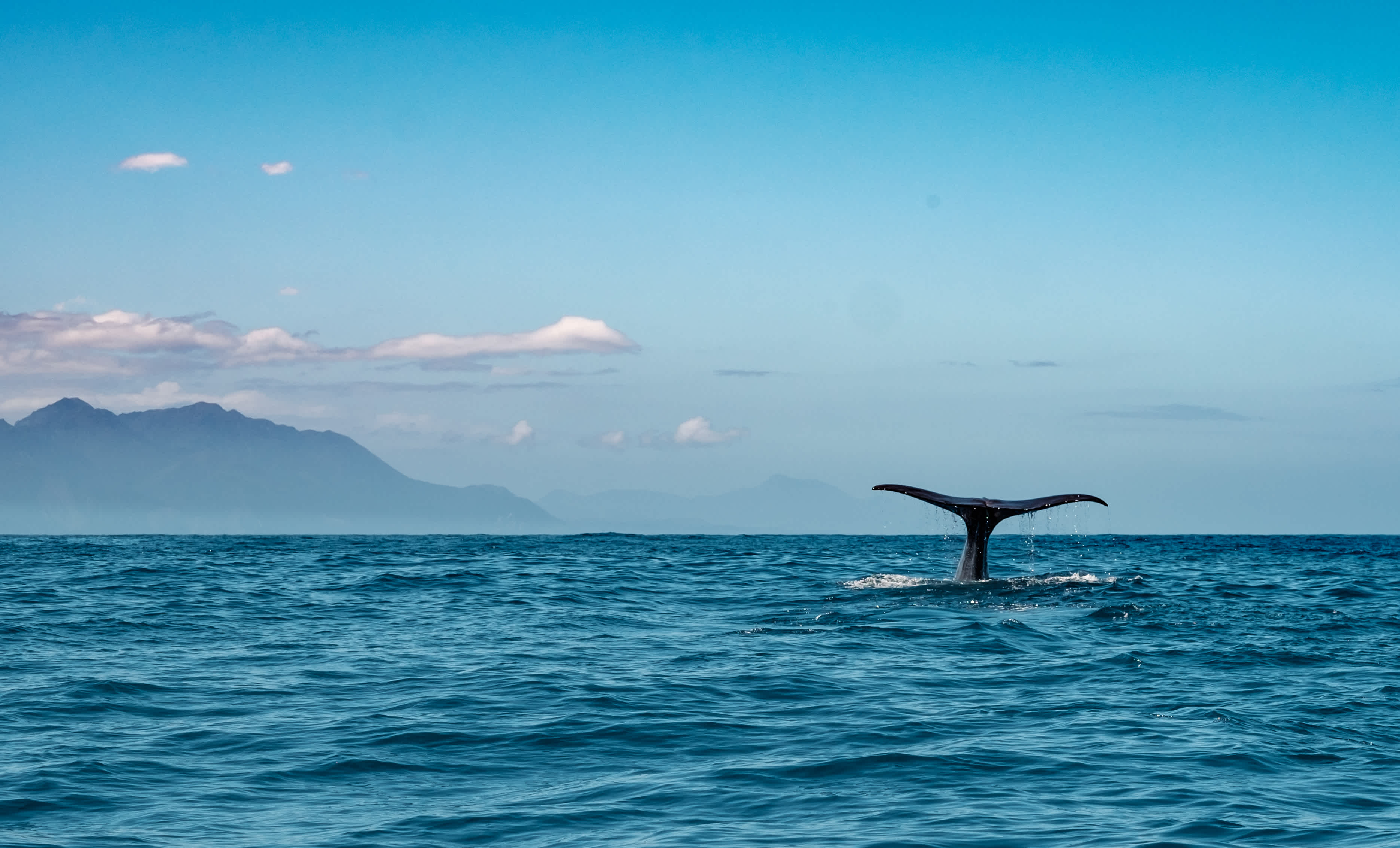 Queue d'une baleine dans l'eau, Kaikoura, Nouvelle-Zélande.

