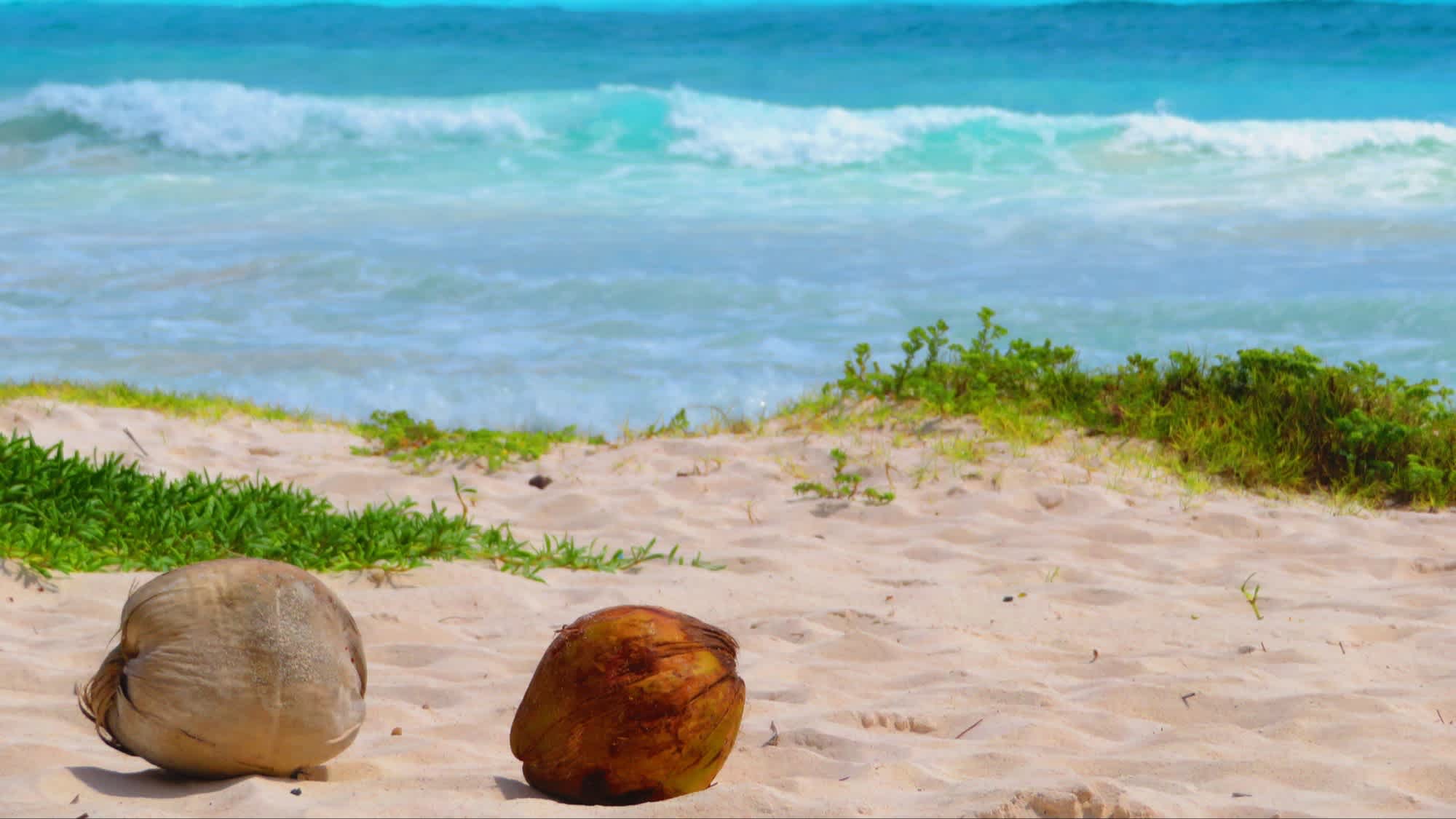 Kokosnüsse übersäen die Sanddünen des Xpu-Ha-Strandes an der Riviera Maya, Mexiko, bei Sonnenschein und mit Blick auf das Meer.
