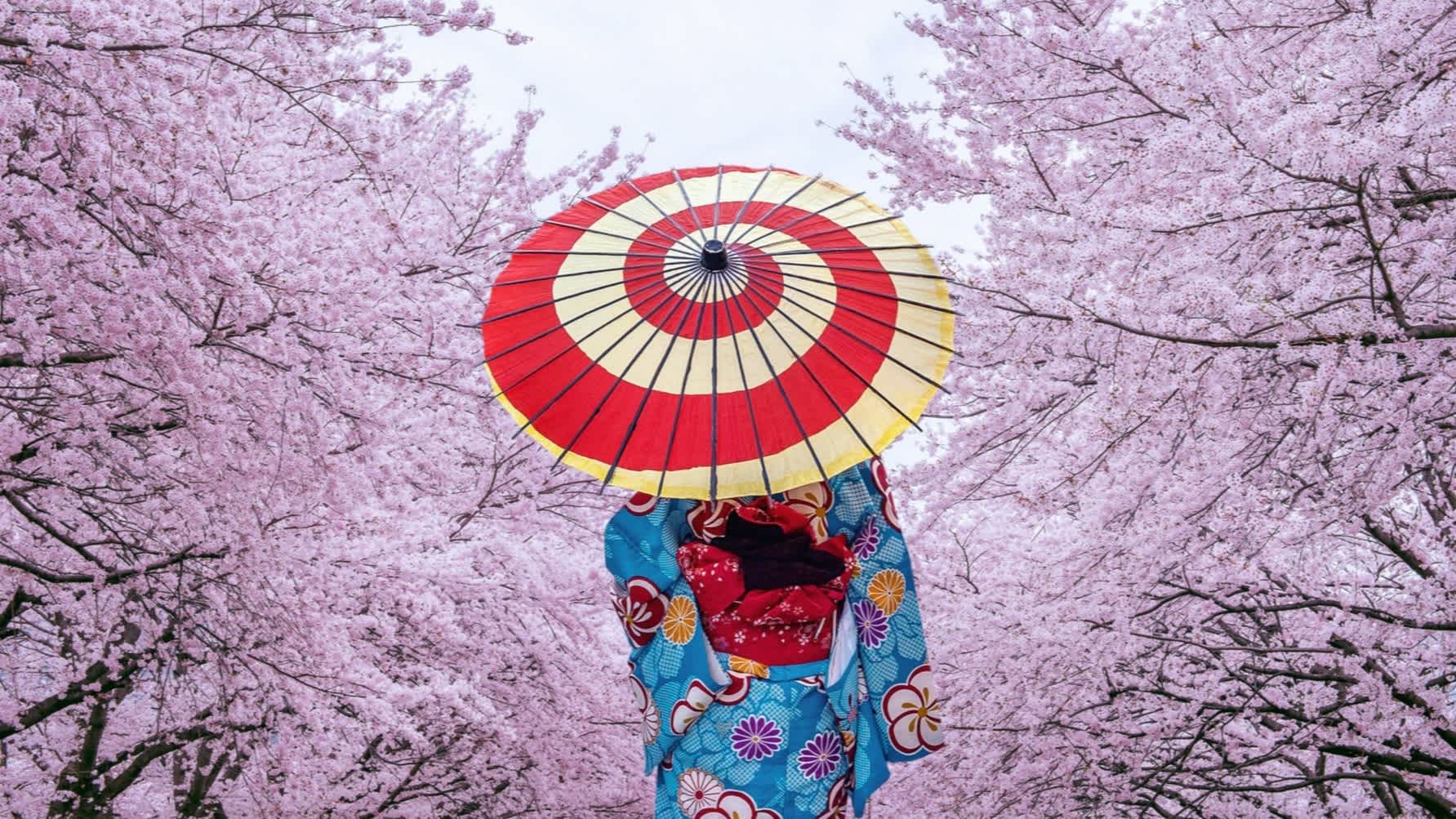 Femme asiatique en kimono traditionnel japonais et cerisier en fleur au printemps, Japon.