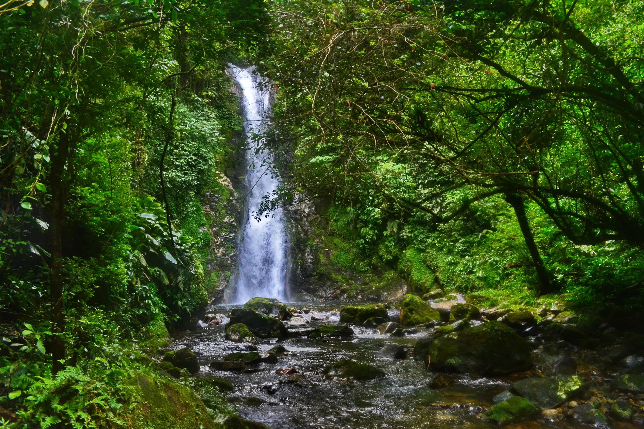 Panama, La Yeguada Forest Reserve Ein Wasserfall umgeben von üppiger Vegetation,