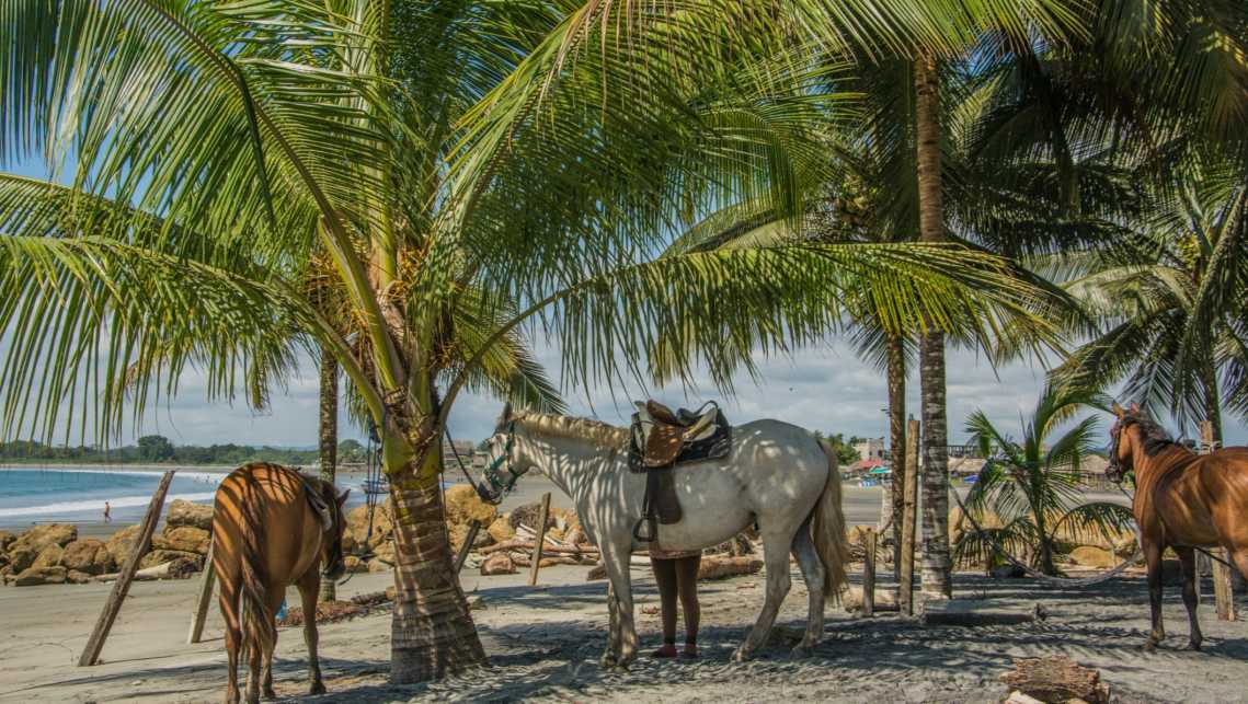 Chevaux sous les palmiers sur la plage de Mompiche, province d'Esmeraldas en Équateur