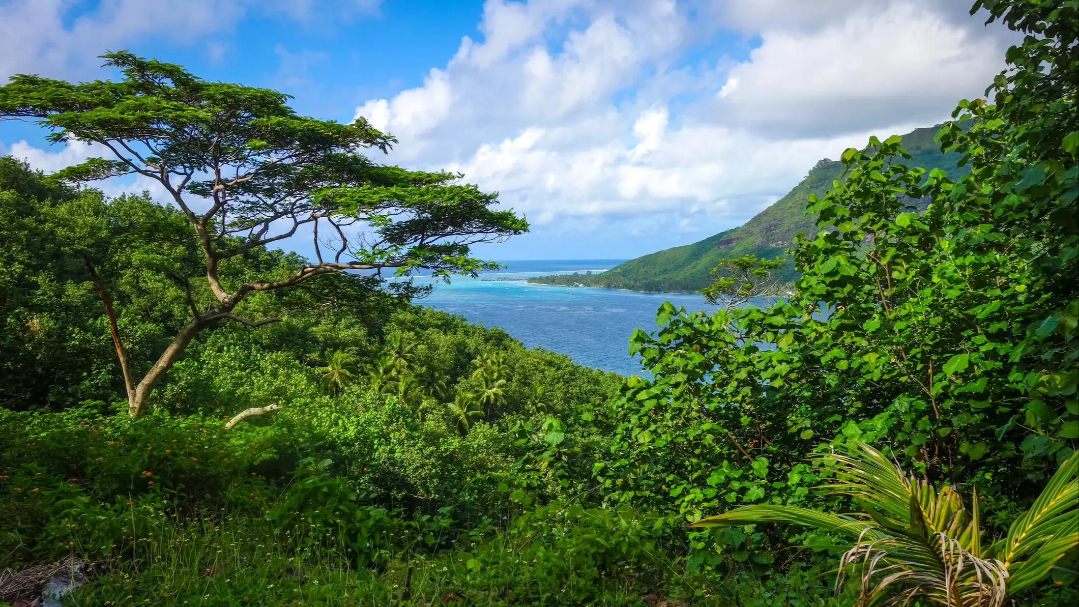 Üppige grüne tropische Vegetation umrahmt den Blick auf blaues Meerwasser und eine entfernte Küstenlinie unter einem teilweise bewölkten Himmel, mit einem Baum im Vordergrund und einem Berg auf der rechten Seite.