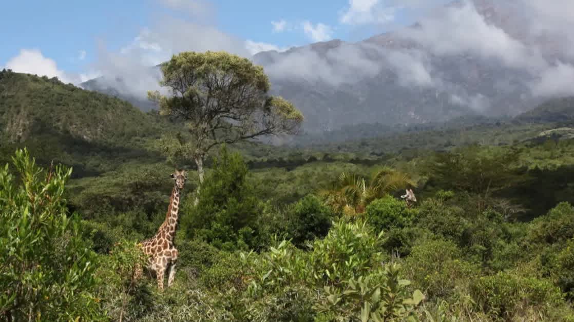 Blick auf den Arusha-Nationalpark in Tansania mit Giraffen und dem Mount Arusha im Hintergrund.