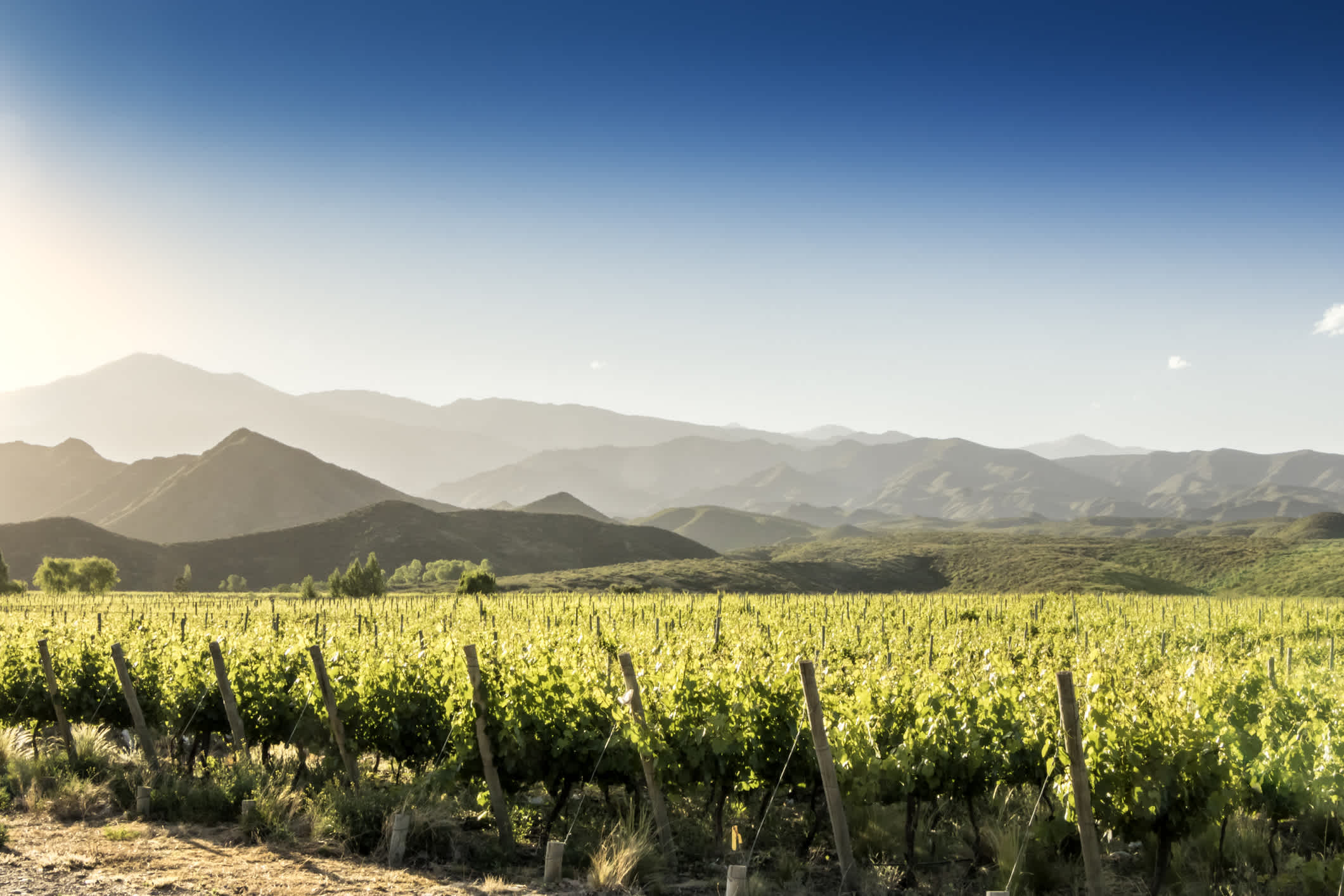 Les magnifiques vignobles de Tunuyin dans la région viticole de Mendoza, Argentine