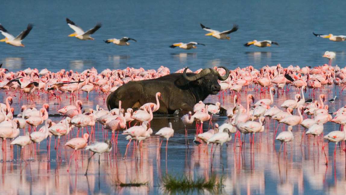 Im Wasser liegender Büffel vor dem Hintergrund großer Flamingoschwärme. Kenia. Afrika. Nakuru National Park.