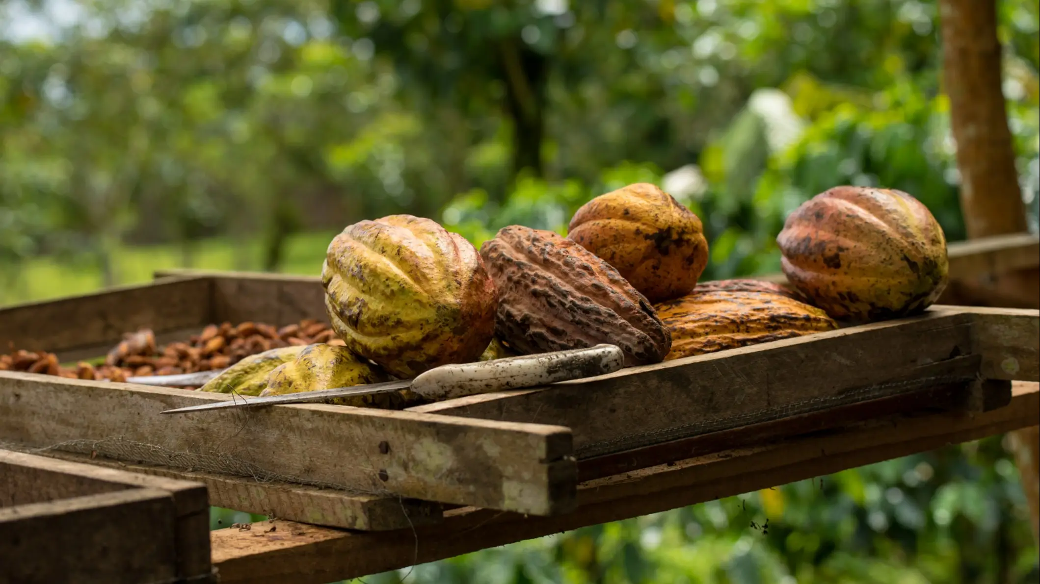 DE - Costa Rica Round Trip - Image Kakao