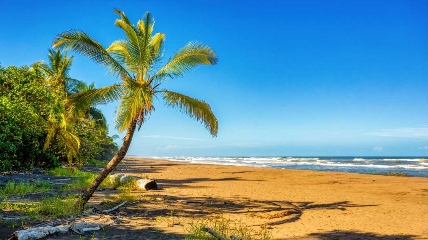 Palme am Sandstrand mit Blick auf das Meer
