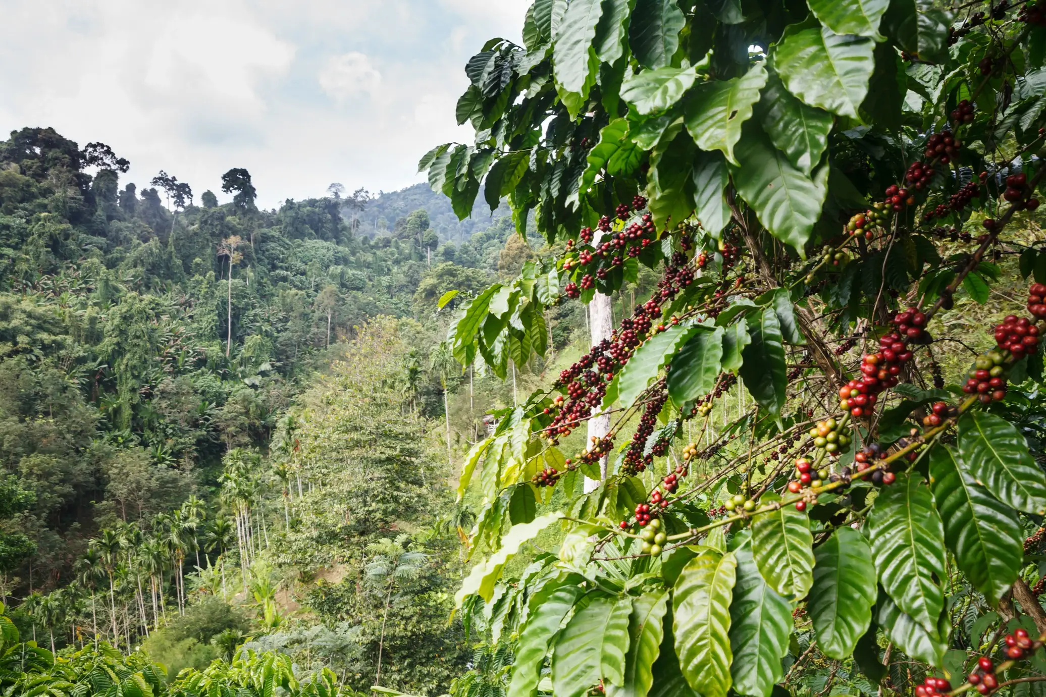 Laos, grains de café Grains de café sur une plantation