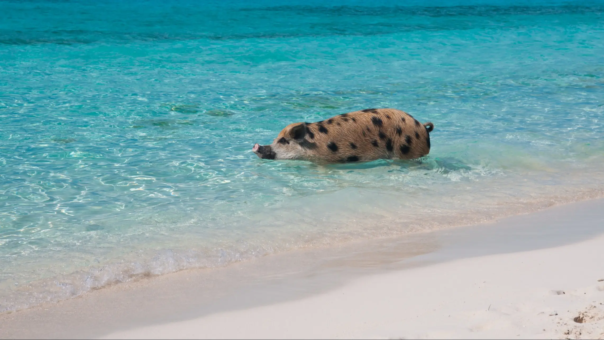 Bahamas, Exuma, Schweine