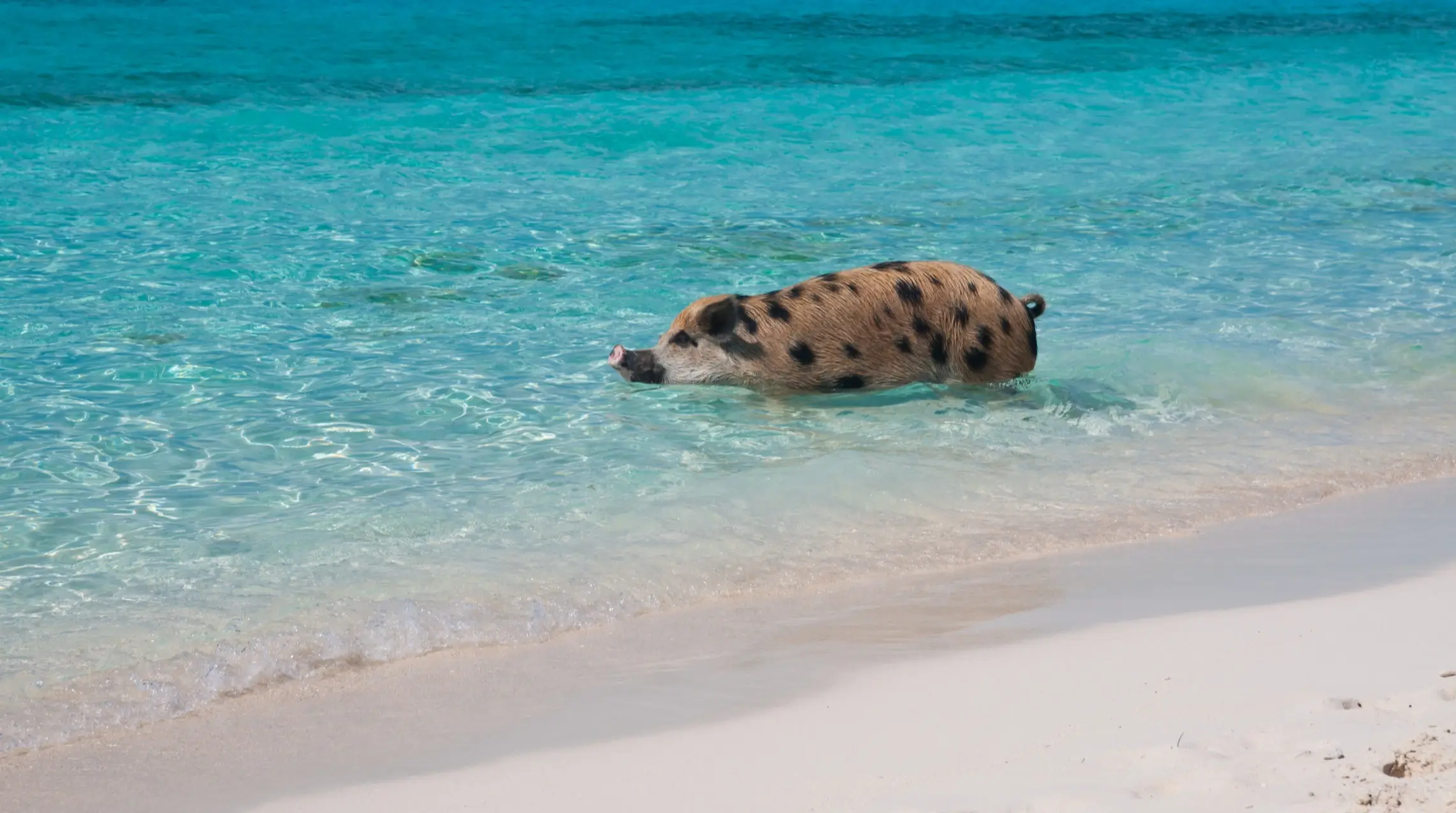 Bahamas, Exuma, Schweine Ein braun-schwarz geflecktes Schwein watet im seichten, klaren türkisfarbenen Wasser in der Nähe eines Sandstrandes unter strahlendem Himmel.