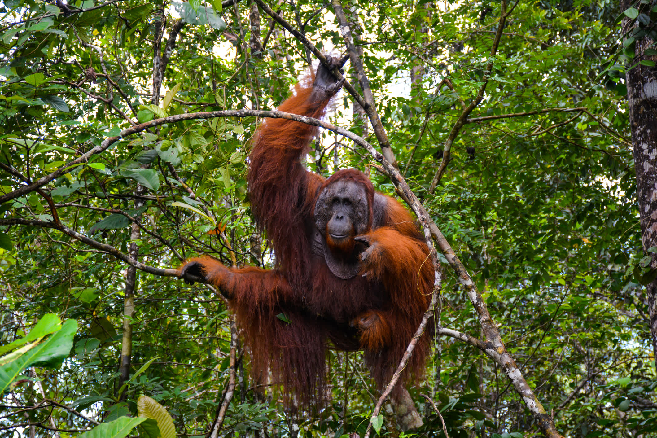 Aufnahme eines Orang Utans der in den Bäumen hängt.