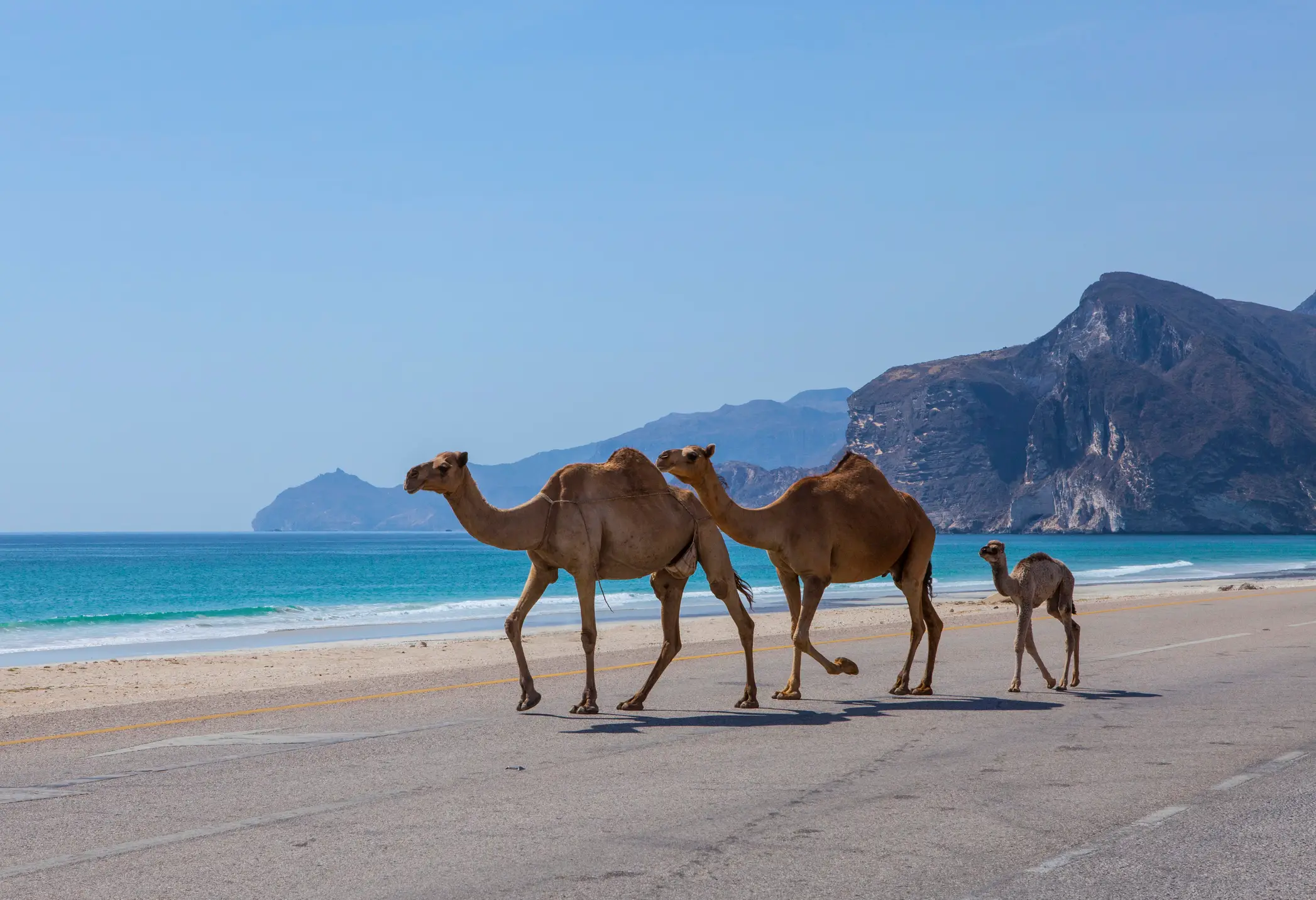 Trois chameaux sur la plage