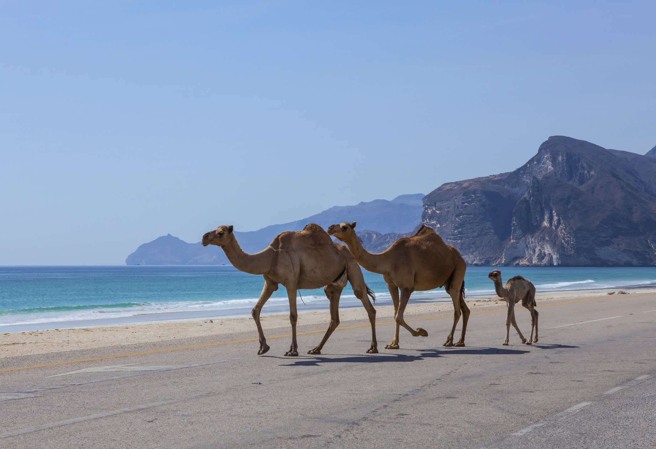 Drei Kamele am Strand
