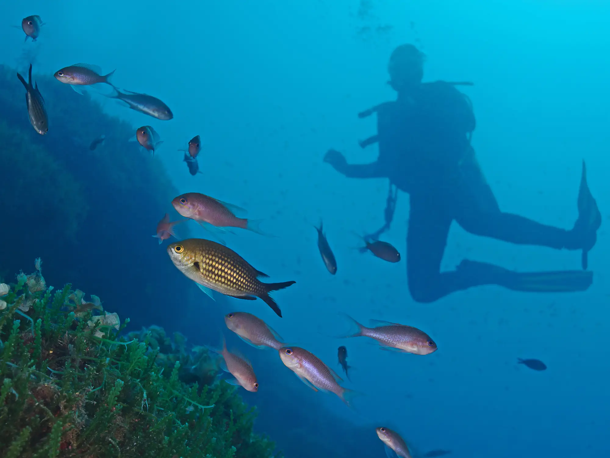Italien, Sardinien, Taucher unter Wasser und Fische