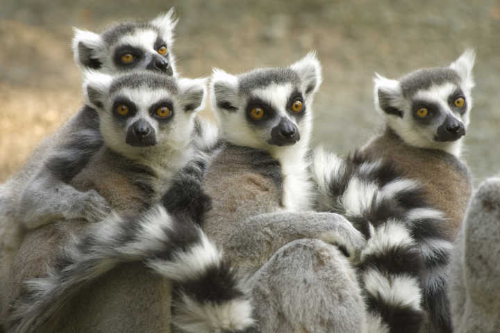 Un groupe de lémuriens à queue annelée à Madagascar