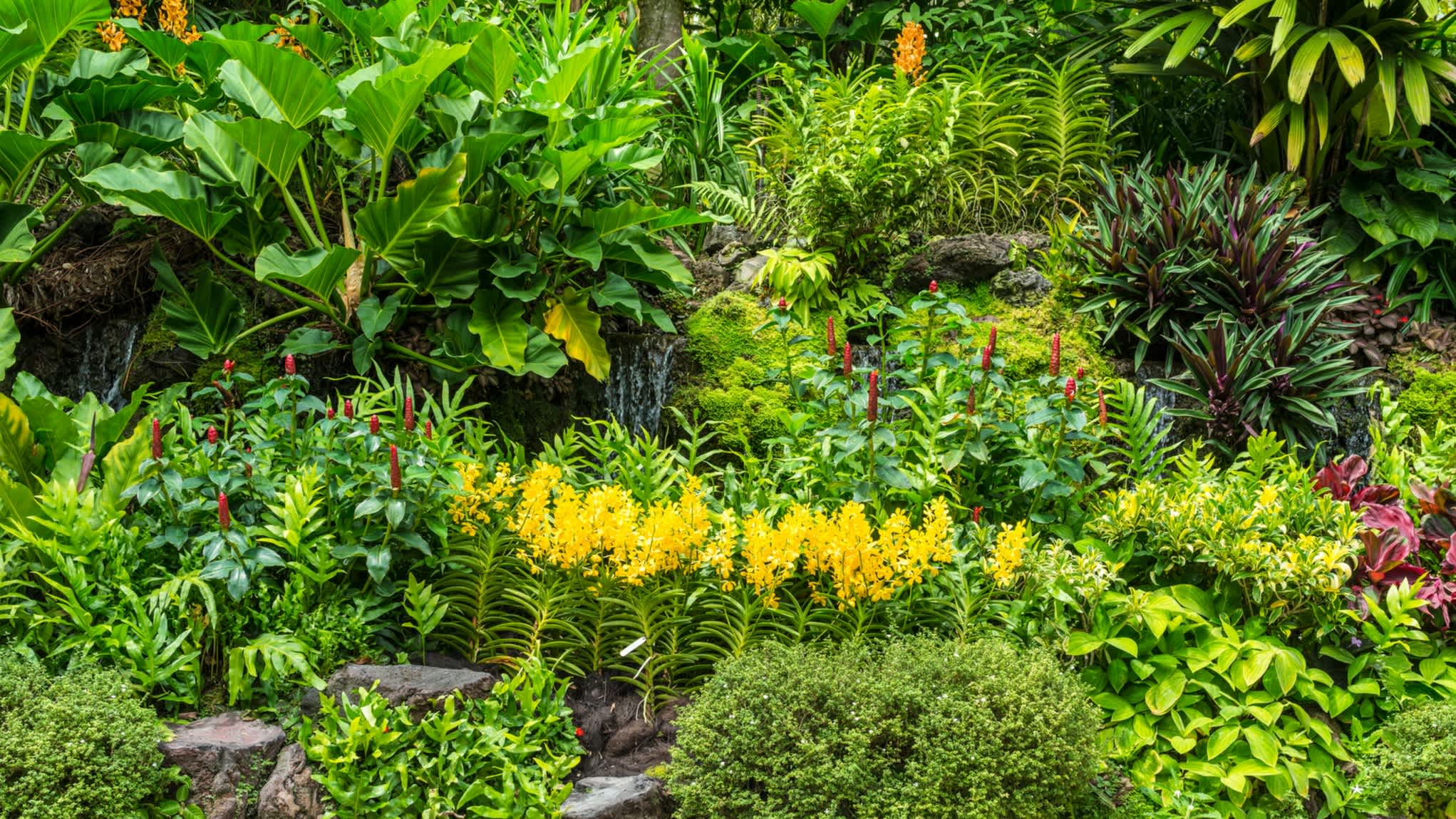 Plantes tropicales dans un parc