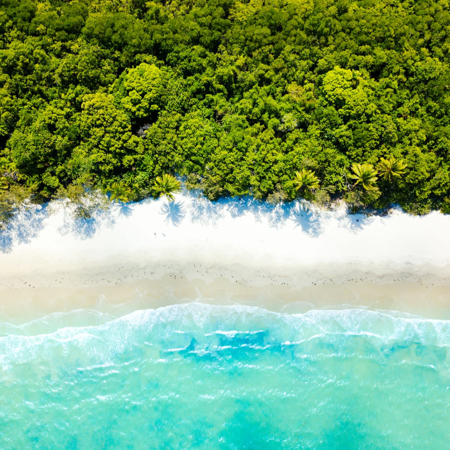 Une vue aérienne du Cape Tribulation dans le nord du Queensland, Australie