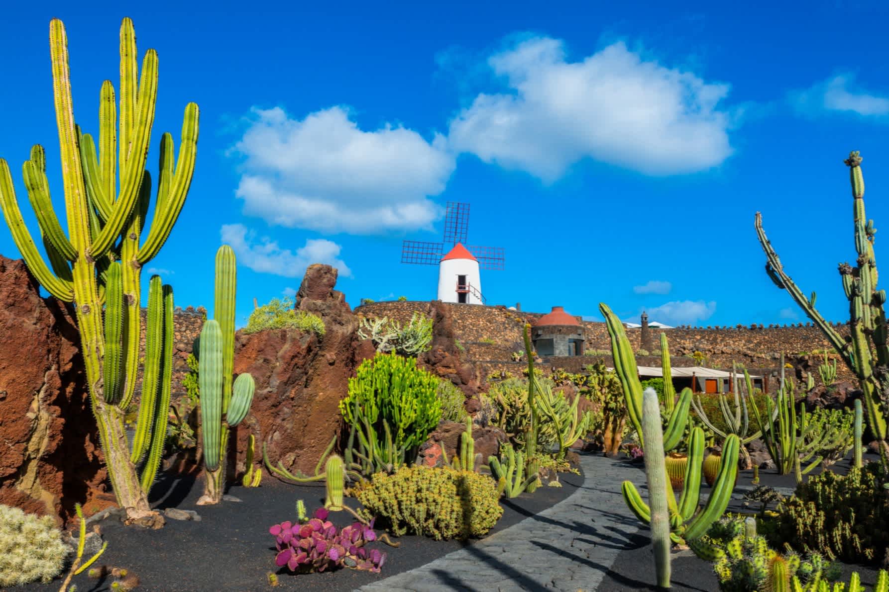 Kaktus Garten in Lanzarote, Kanarische Inseln, Spanien. 