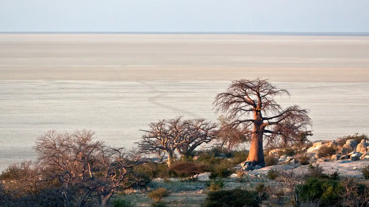 Baobab Bäumen neben dem großen Salzwasser-pan-Stil