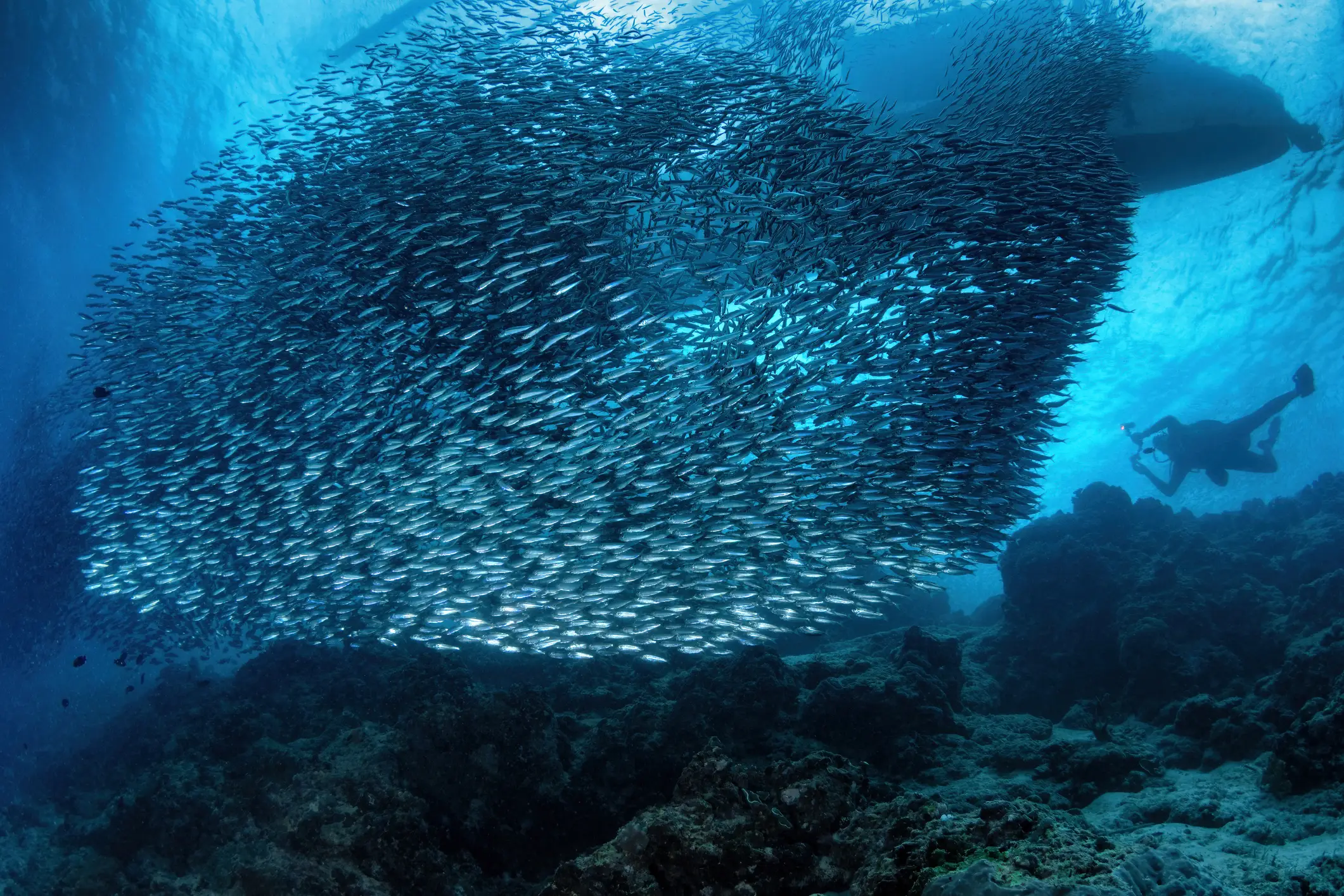 Riesiger Fischschwarm bildet eine dichte Formation im blauen Meerwasser, während ein Taucher am Rand beobachtet.