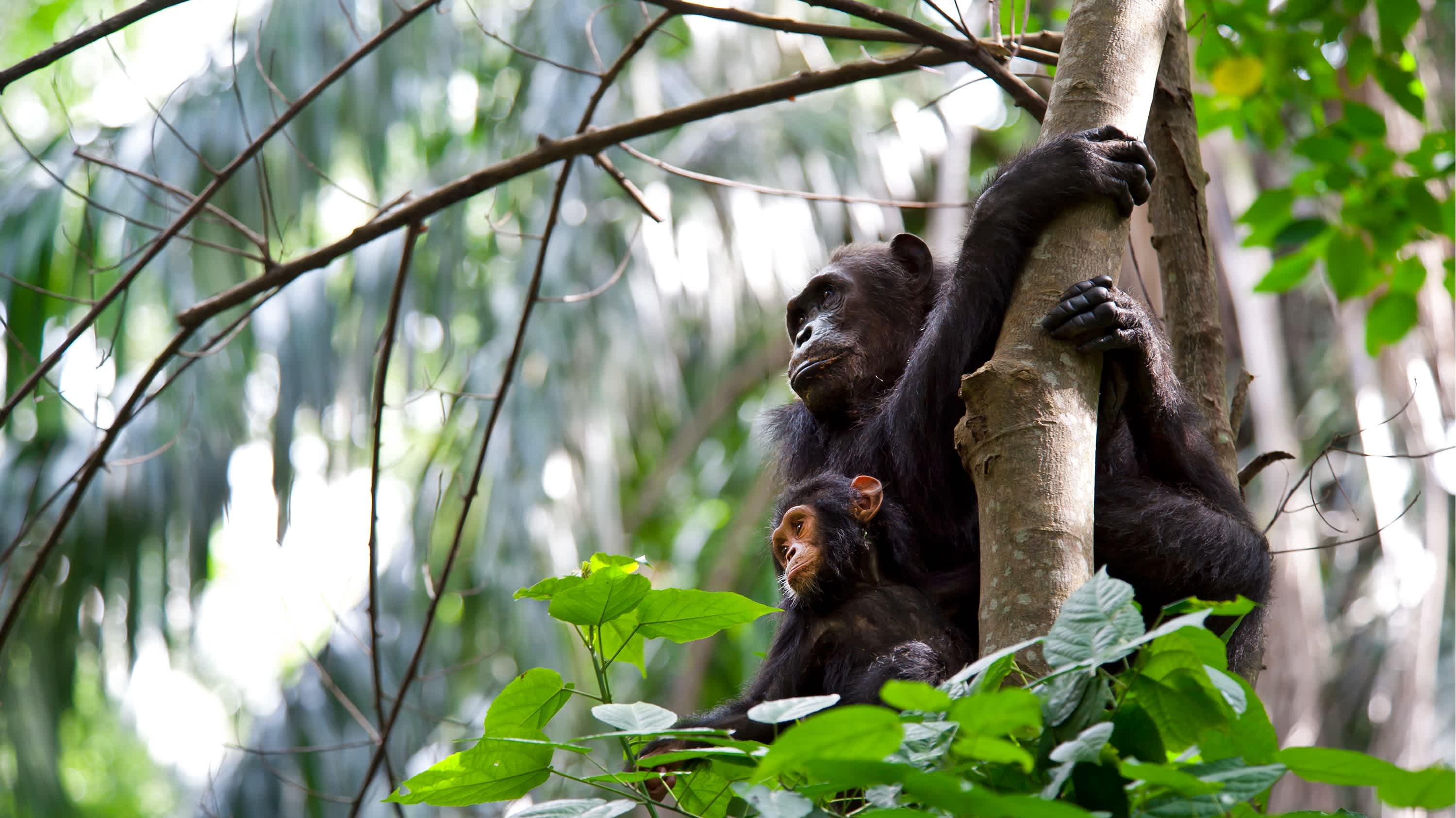 Mutter und Baby Schimpansen-Gattung, Gombe National Park in Tansania.