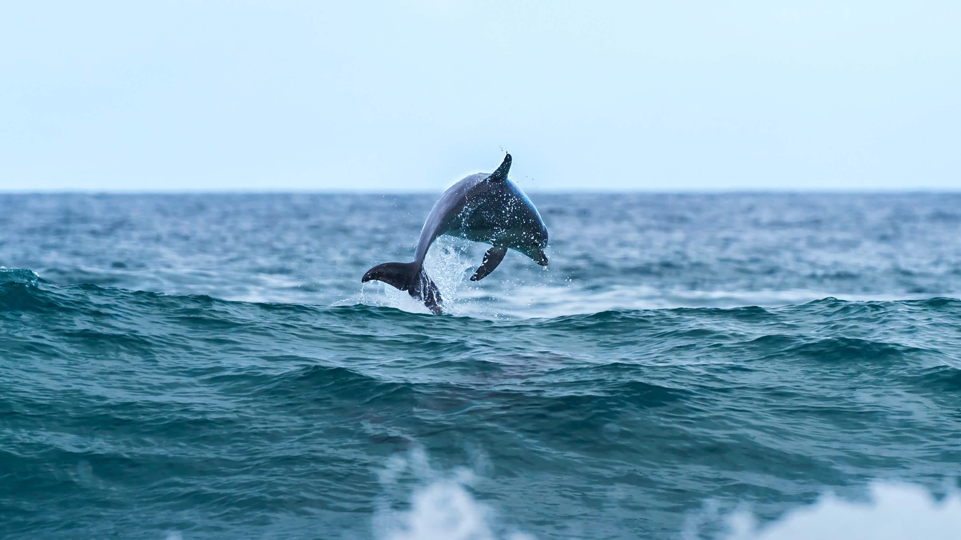 Ein Delfin, der in der Byron Bay auf die Wellen springt
