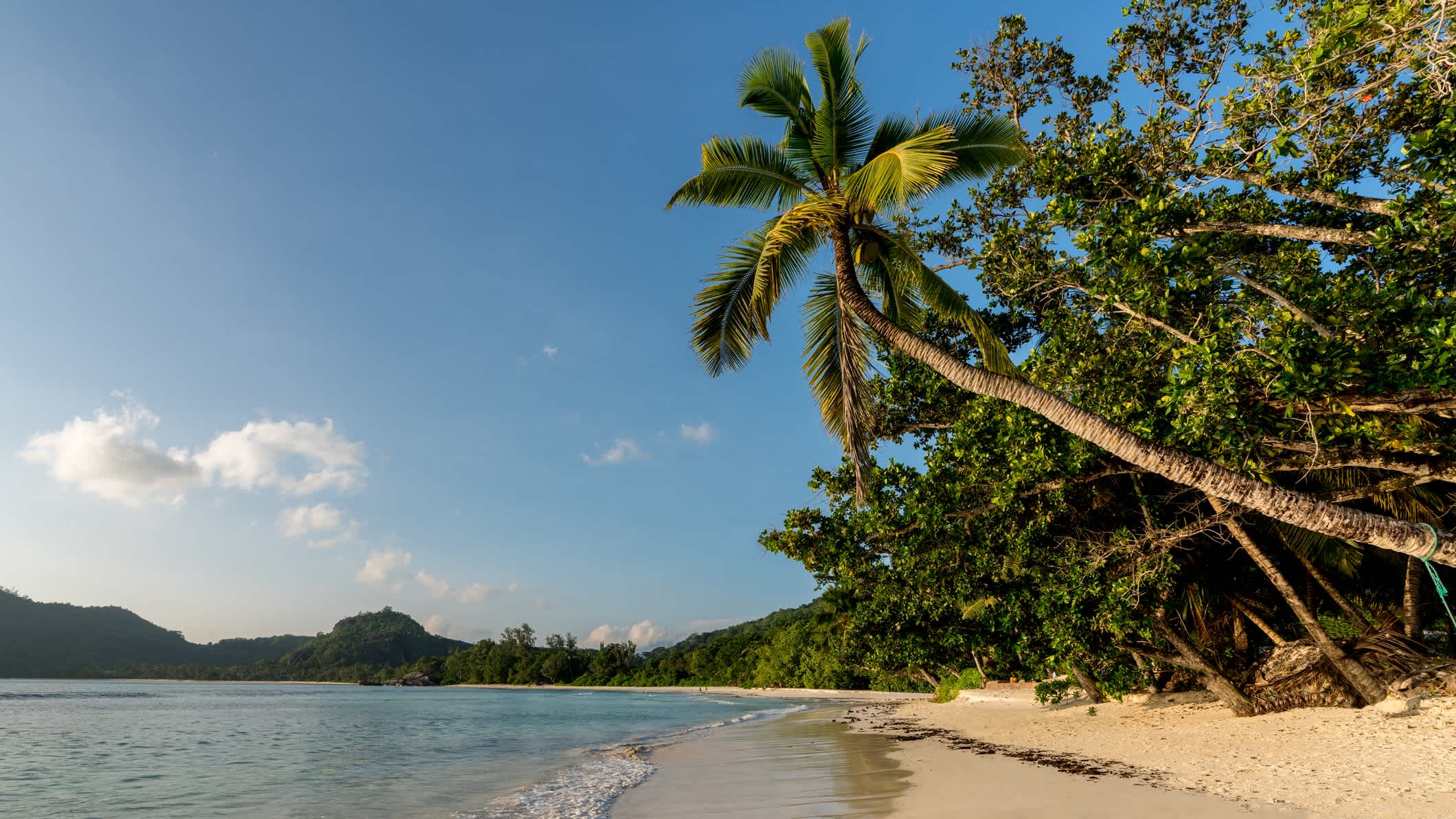 Strand-Aufnahme der Anse Takamaka auf Mahé Island, Seychellen bei makellosem Sonnenschein und mit einer sich zum Wasser neigenden Palme sowie wilder Vegetation und ruhigem Meer.