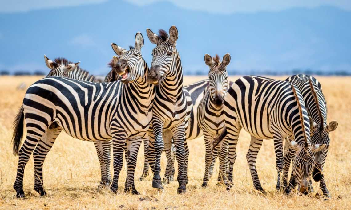 Beobachten Sie die Zebras während einer Safari im Tarangire-Nationalpark in Tansania. 