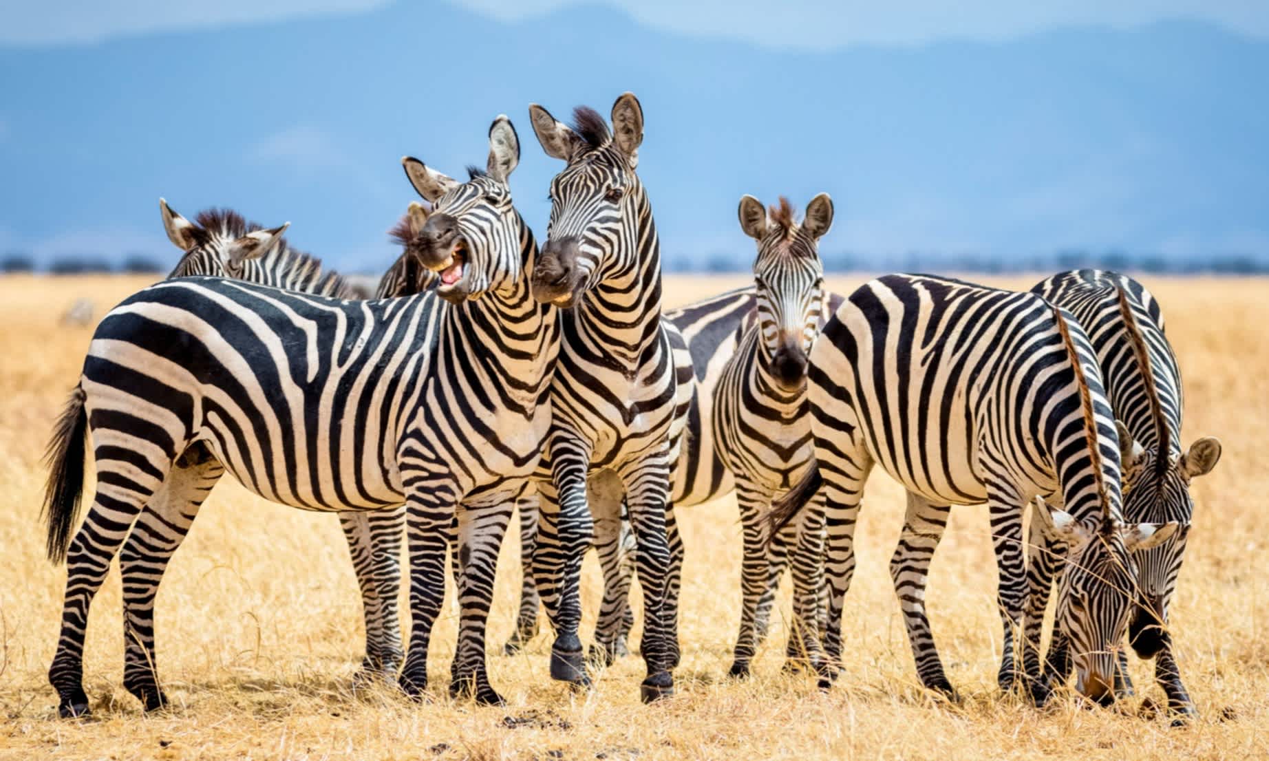 Observez les zèbres lors d'un safari dans le parc national de Tarangire en Tanzanie. 