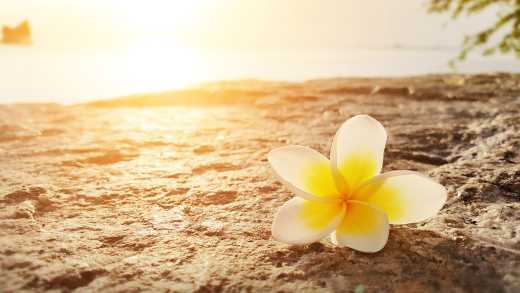 Fleur posé sur le sable au bord de la plage