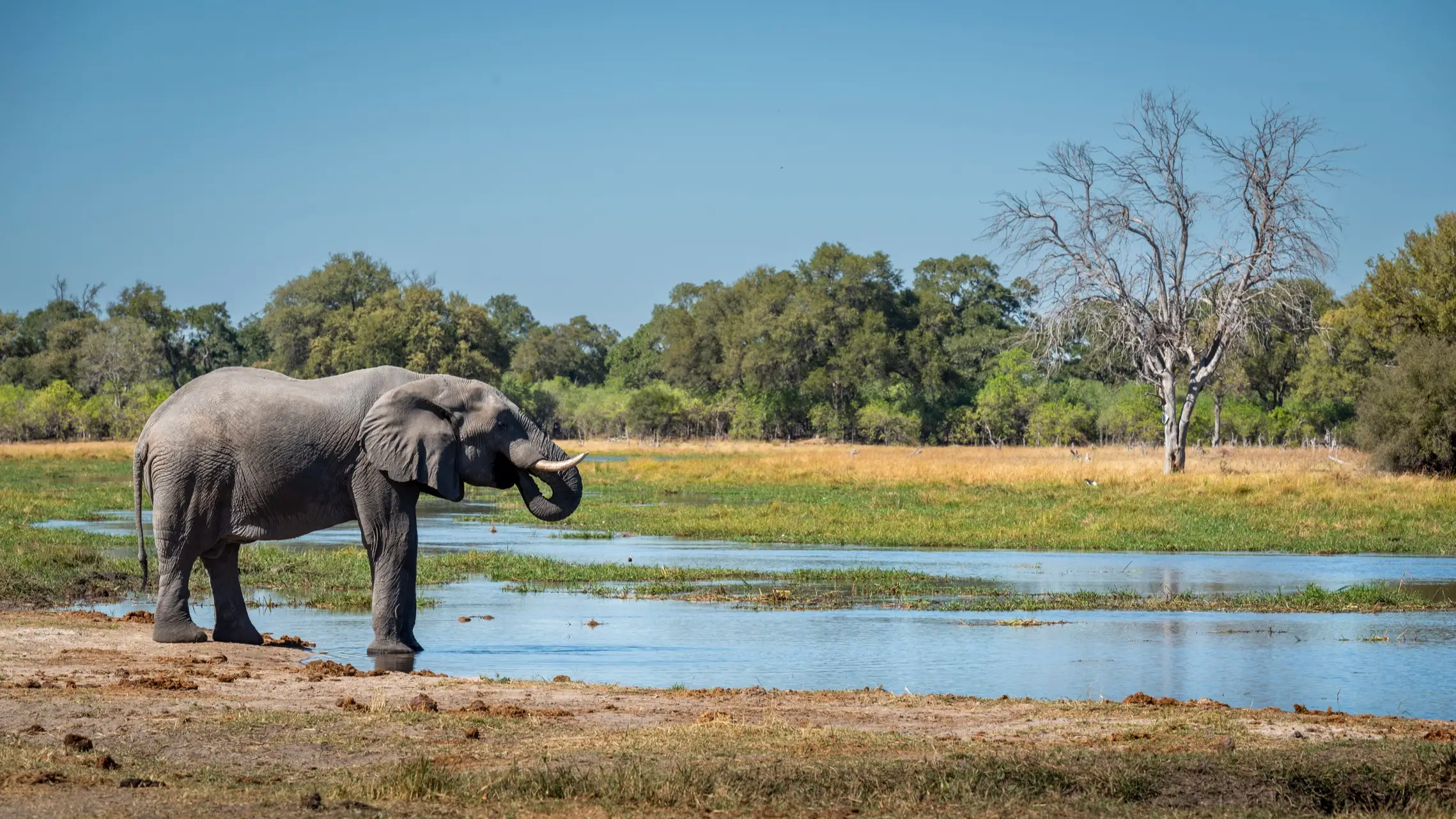 L'éléphant de brousse africain, Arusha, Tanzanie