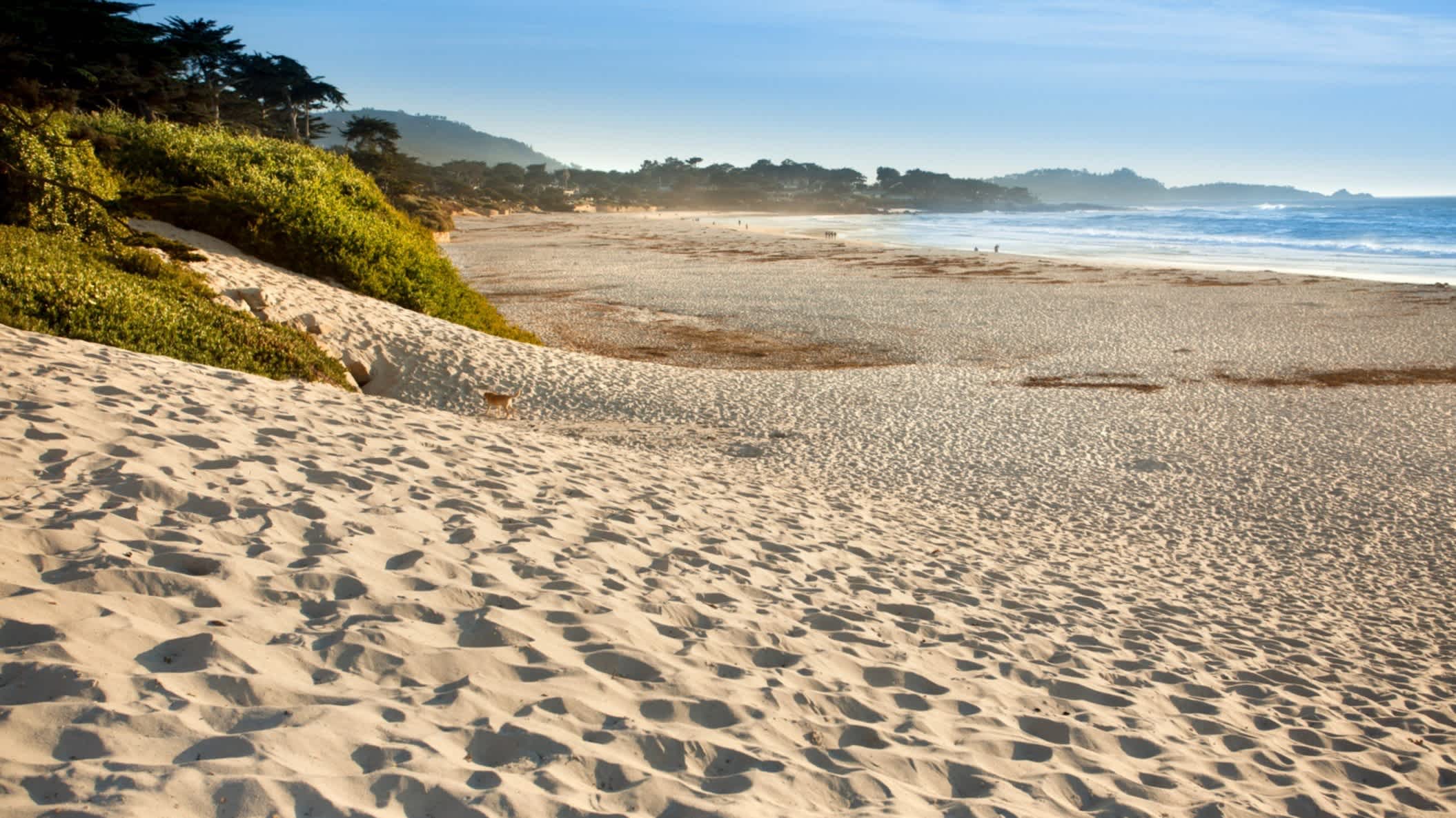 Der Strand Carmel Beach, Carmel by-the-Sea, Kalifornien, USA bei strahlendem Sonnenschein mit goldenem Sand und natürlich wilder Vegetation
