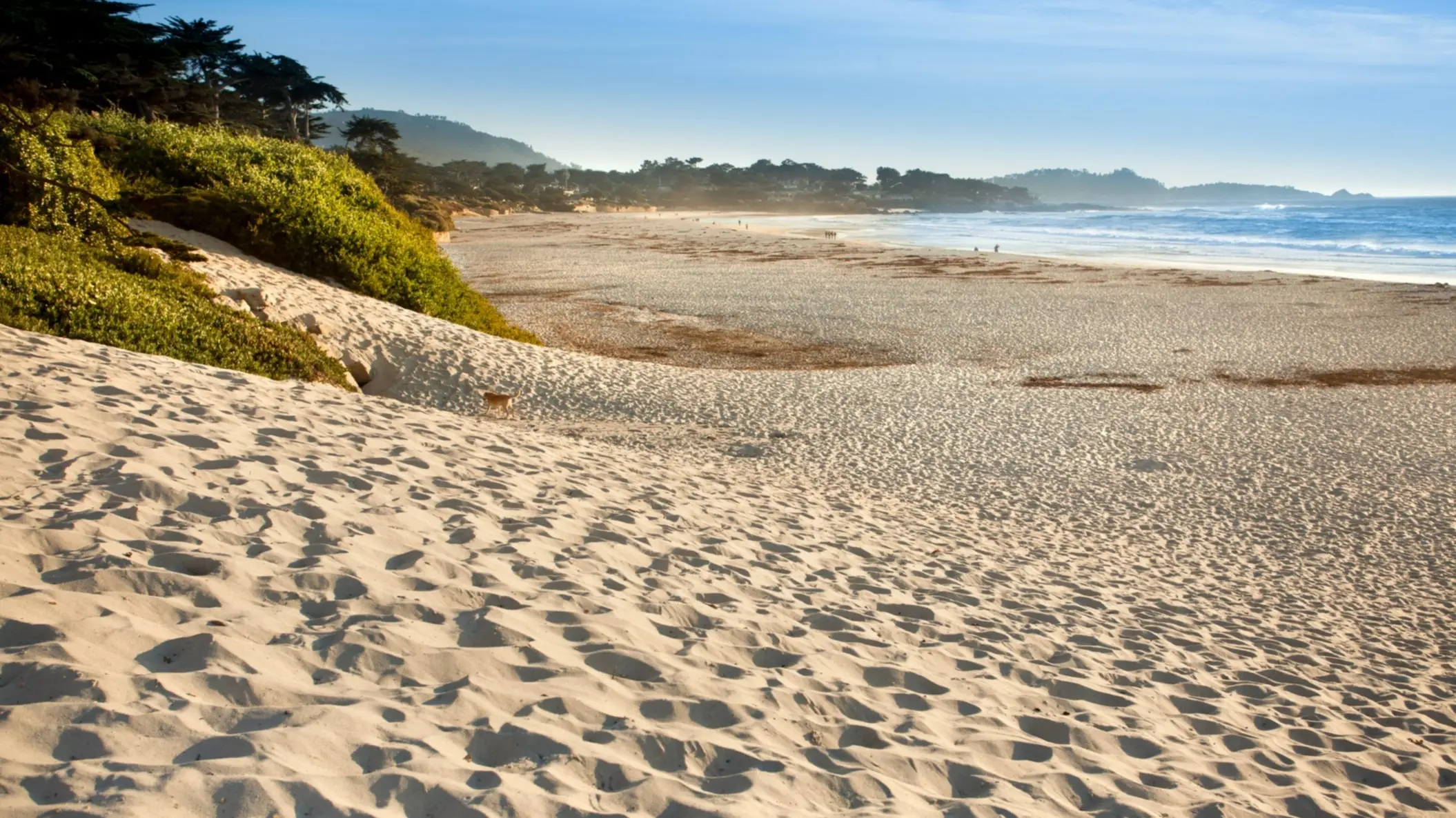 USA Kalifornien Carmel Beach, Carmel by-the-Sea Der Strand Carmel Beach, Carmel by-the-Sea, Kalifornien, USA bei strahlendem Sonnenschein mit goldenem Sand und natürlich wilder Vegetation