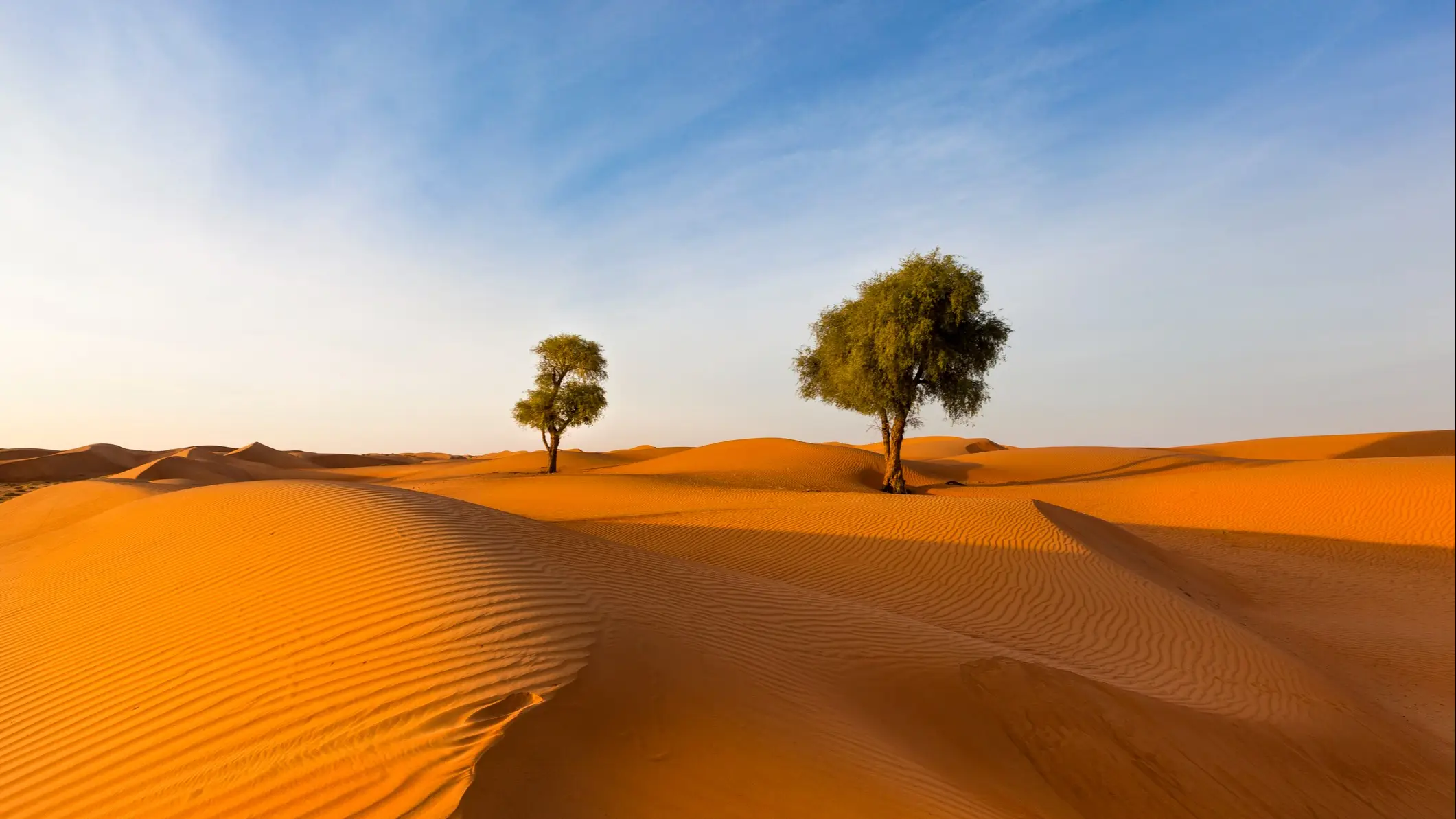 Arbres dans le désert d'Oman 