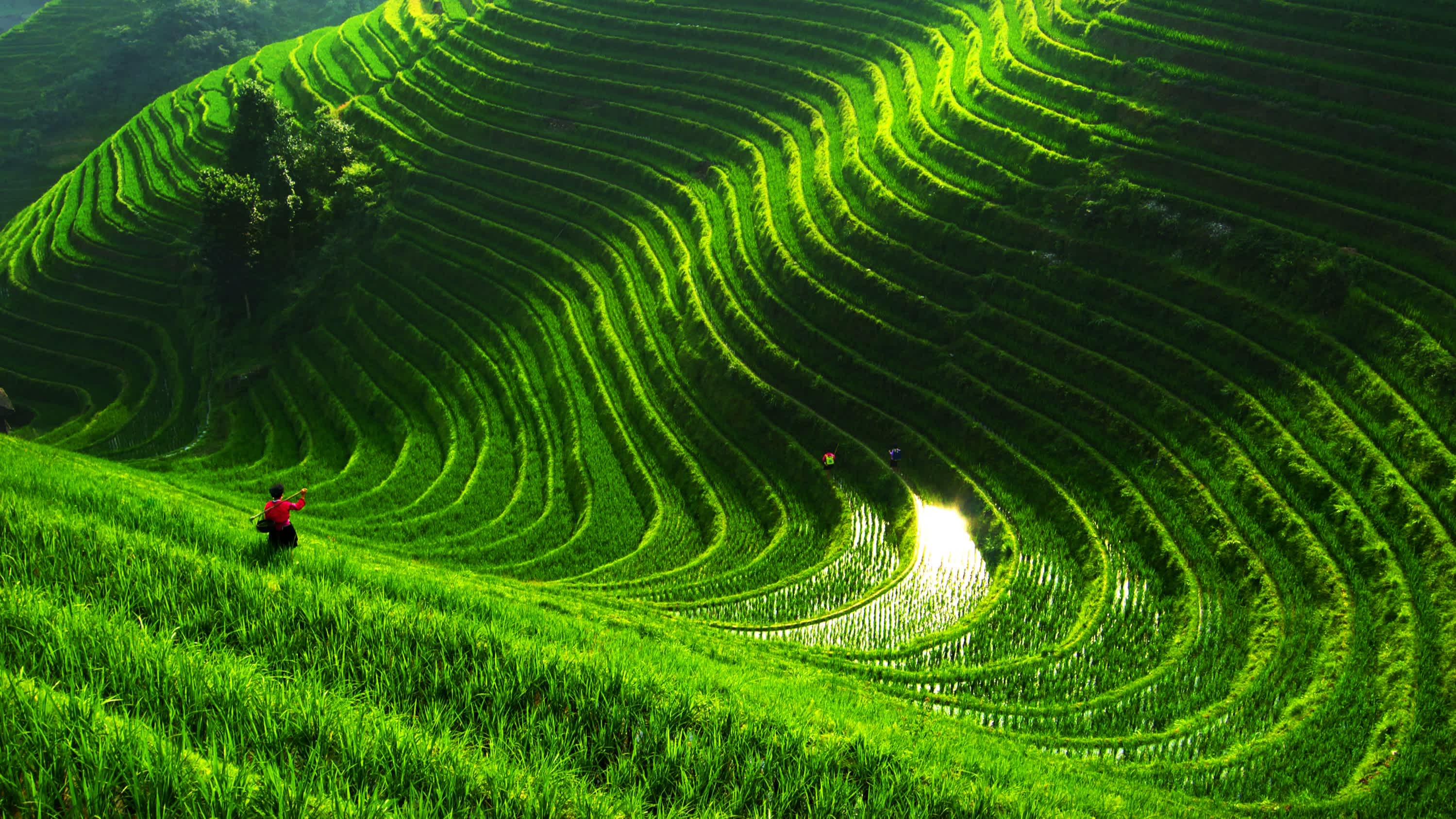 Personne dans des rizières en terrasses vertes à Longsheng, en Chine.
