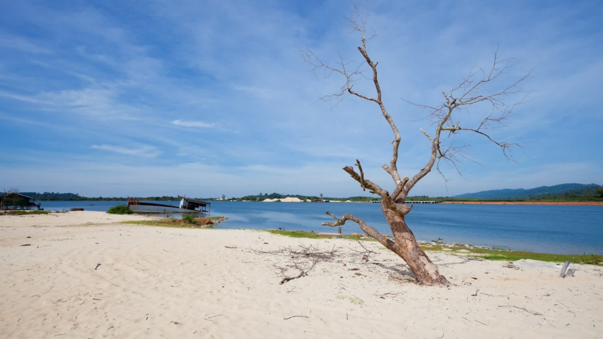 Trockener Baum steht am Sner Beach, Koh Kong, Kambodscha bei blauem Himmel.
