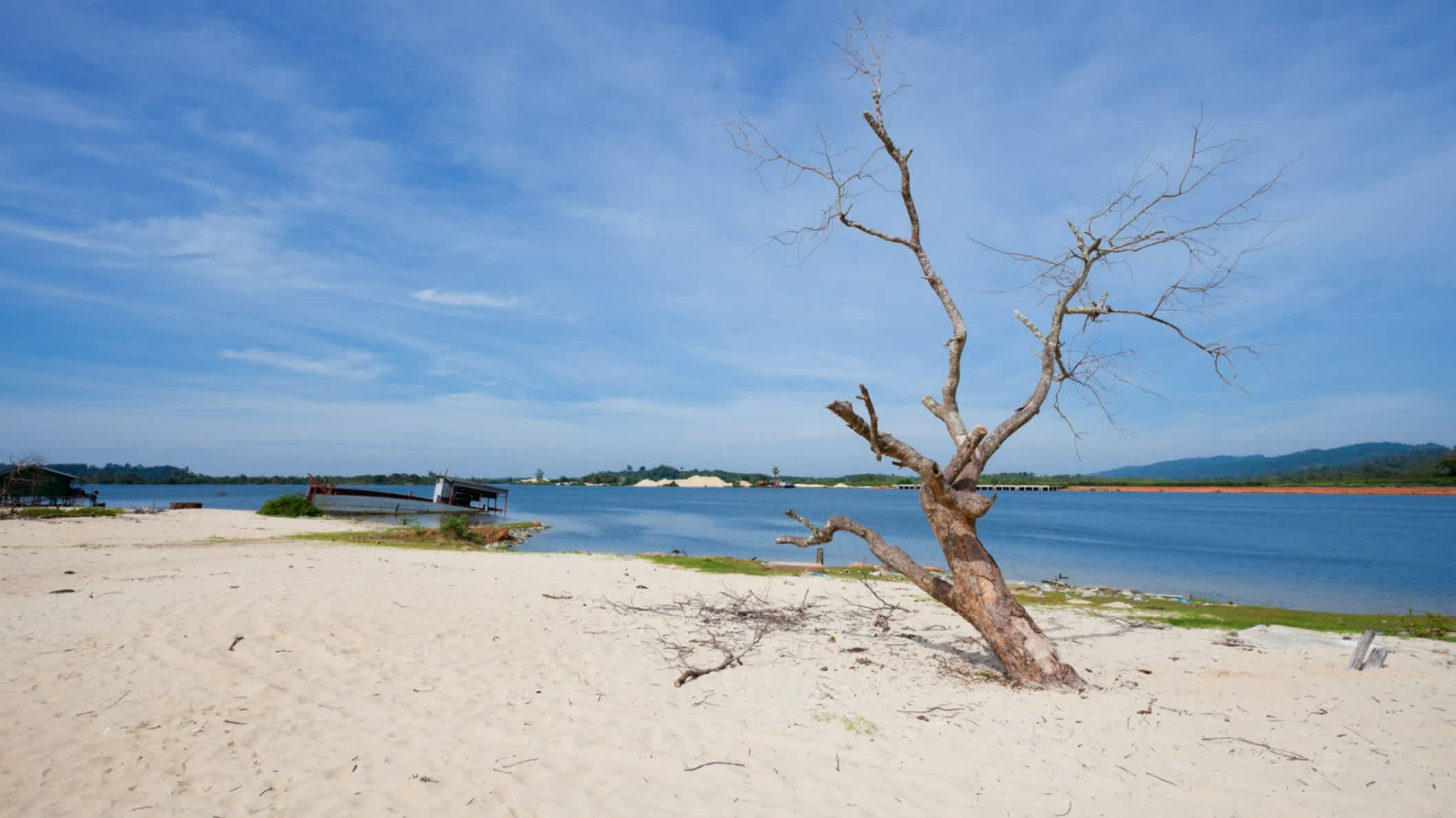 Arbre sur le sable blanc au bord de la plage de Sner au Cambodge