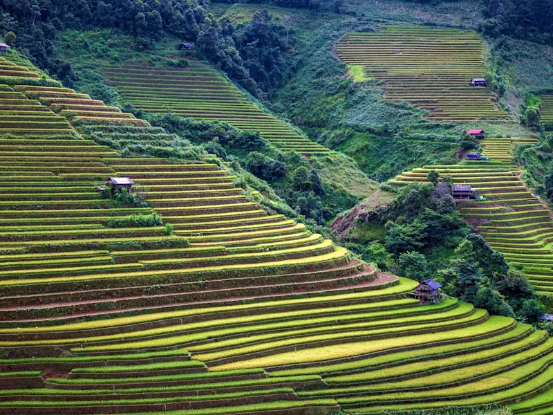 Rizières en terrasses vertes et dorées dans les collines de Mu Cang Chai, Yen Bai, Vietnam.
