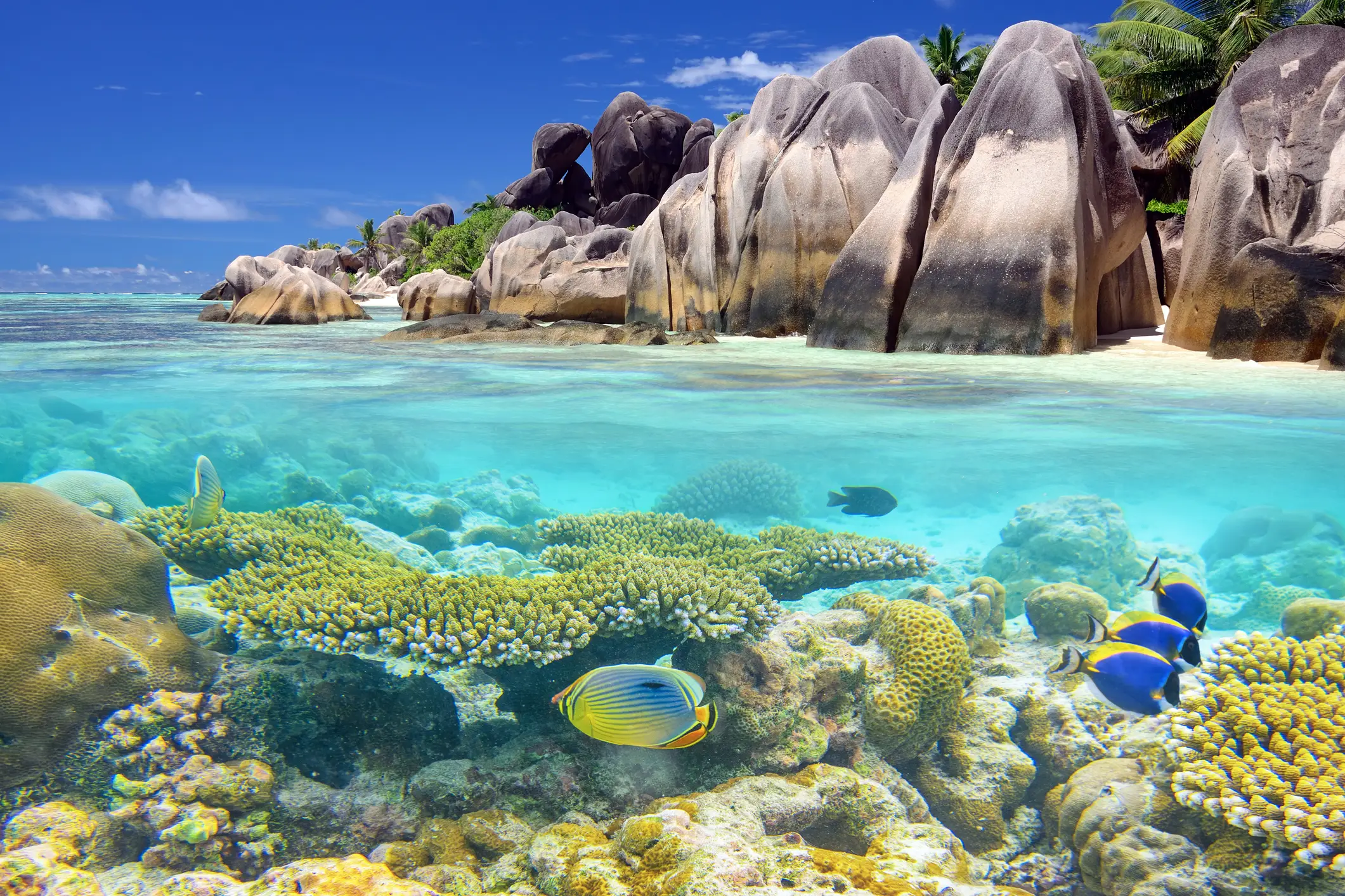 Unterwasserbild Seychellen Split Aufnahme von tropischen Paradies