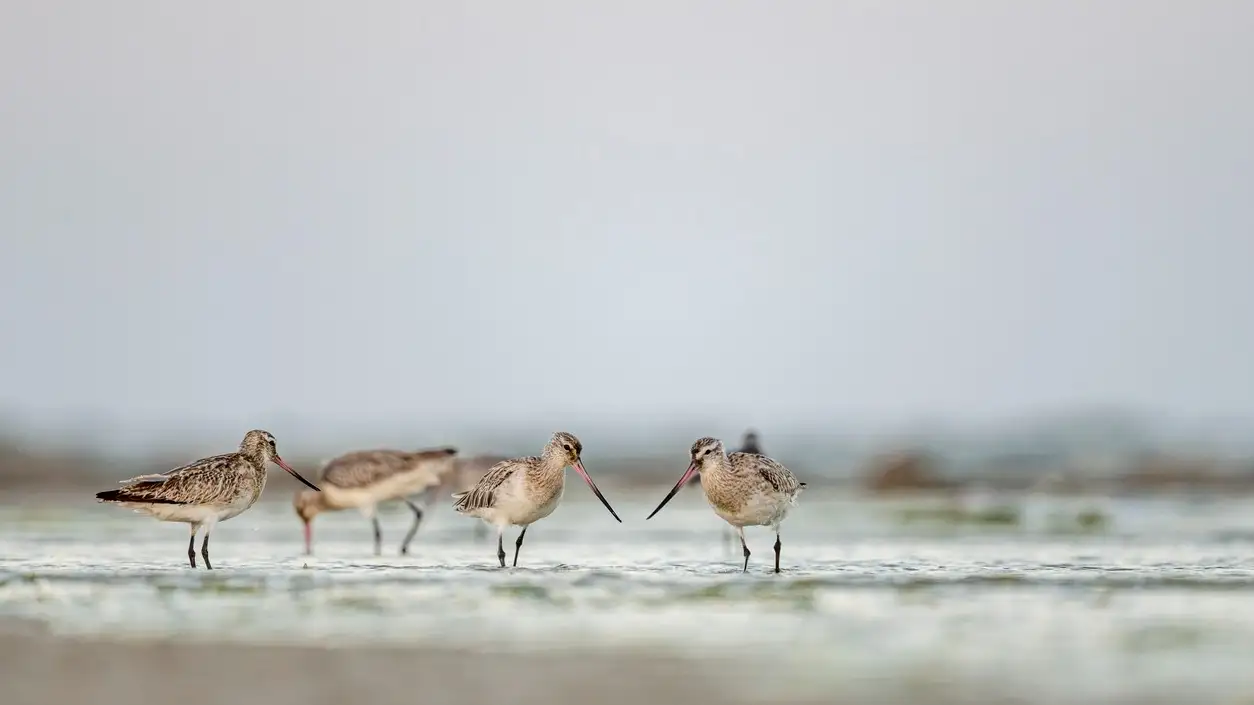 Bécasseau à queue rayée, Limosa lapponica, Barr Al Hikman, Oman