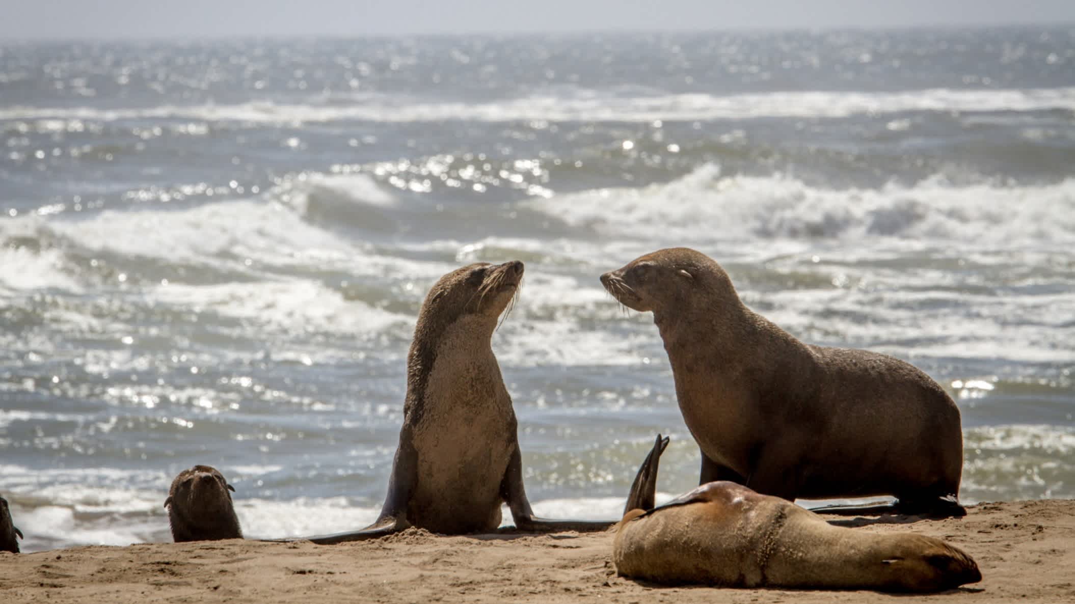 Des phoques à Cape Cross, sur la côte atlantique