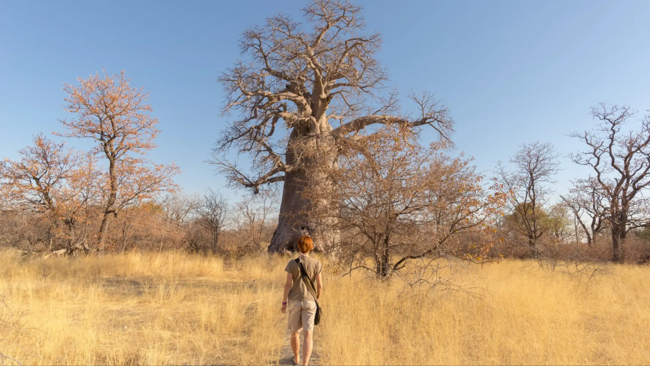 Touristin spaziert in der Kalahari Wüste, Botswana, in Richtung einer riesigen Baobab-Pflanze und eines Akazienhains 