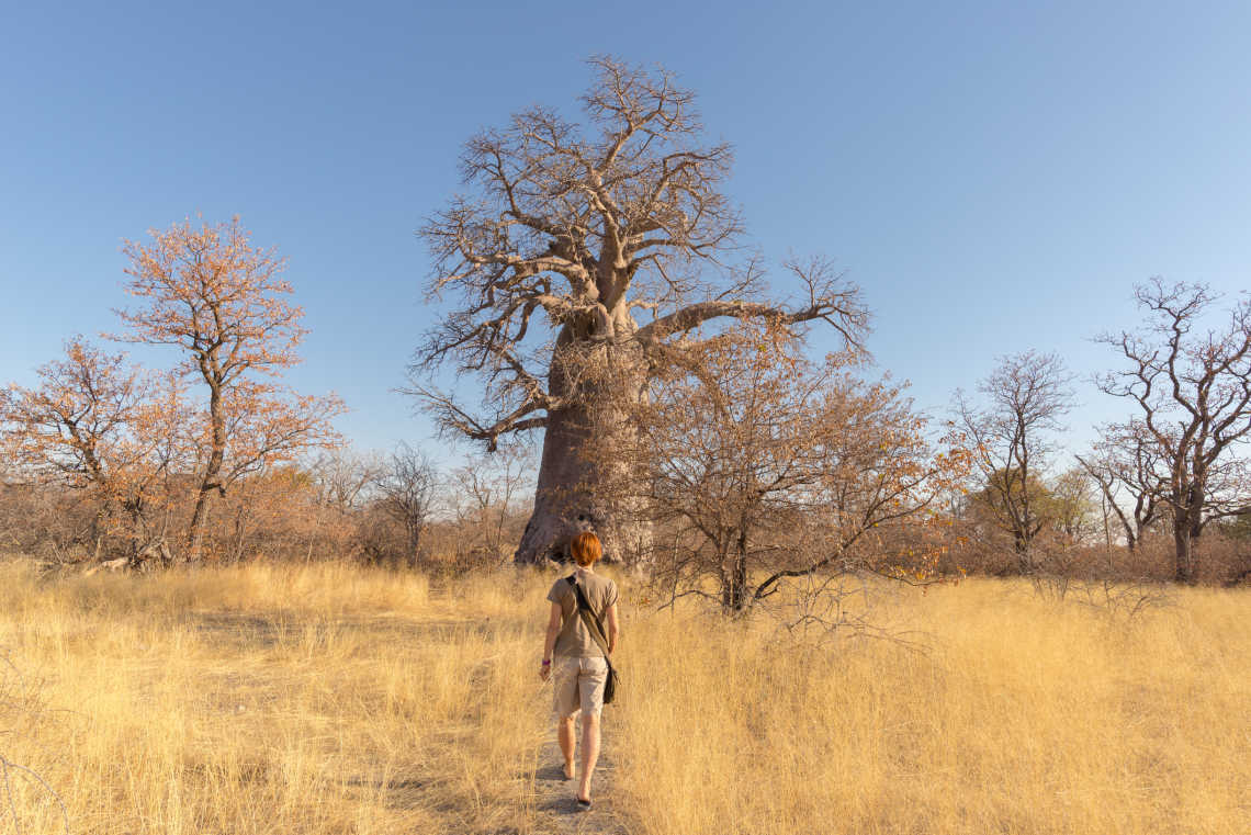 Touriste se promenant dans le désert du Kalahari, Botswana, en direction d'un baobab géant et d'un bosquet d'acacias 