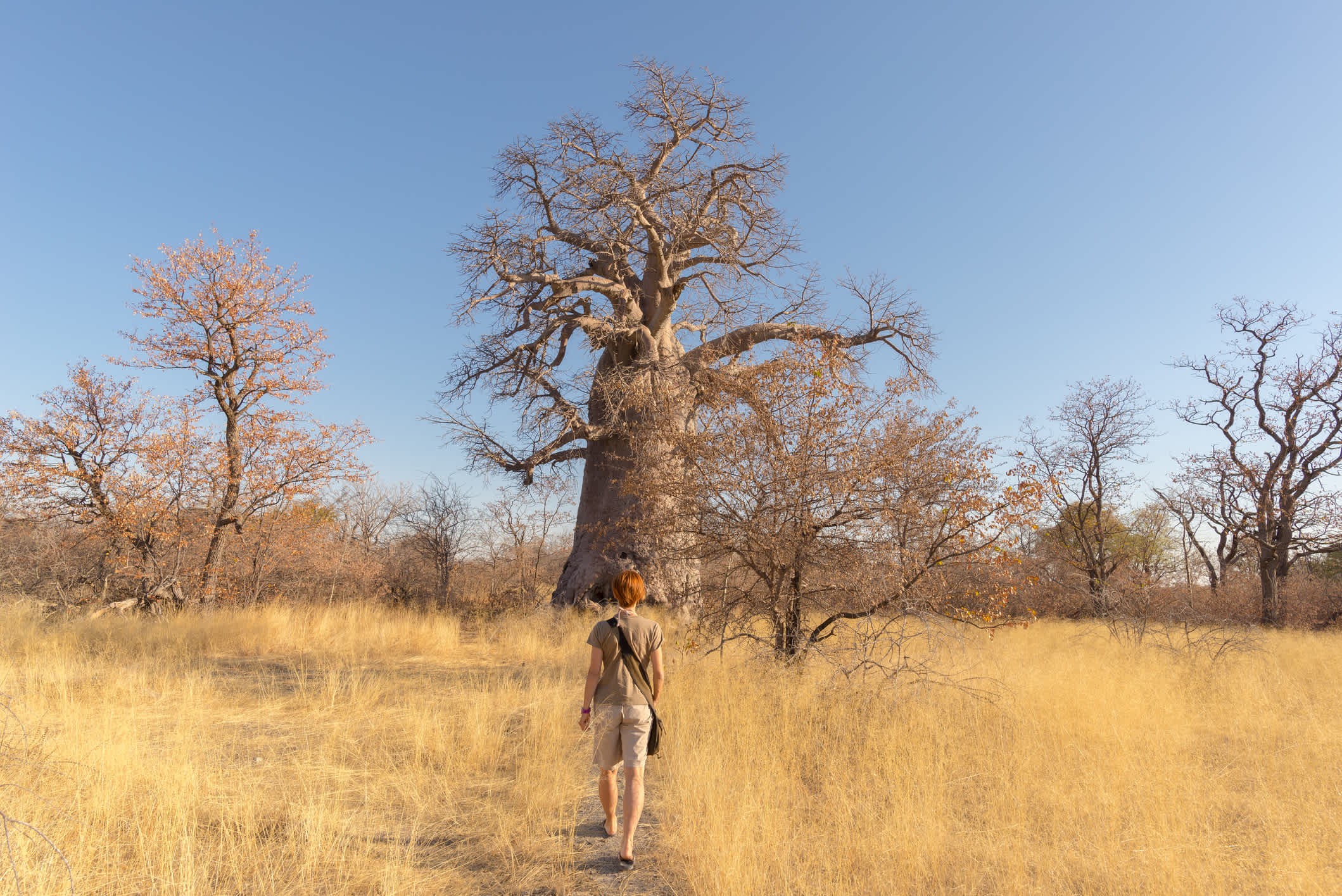 Touristin spaziert in der Kalahari Wüste, Botswana, in Richtung einer riesigen Baobab-Pflanze und eines Akazienhains 