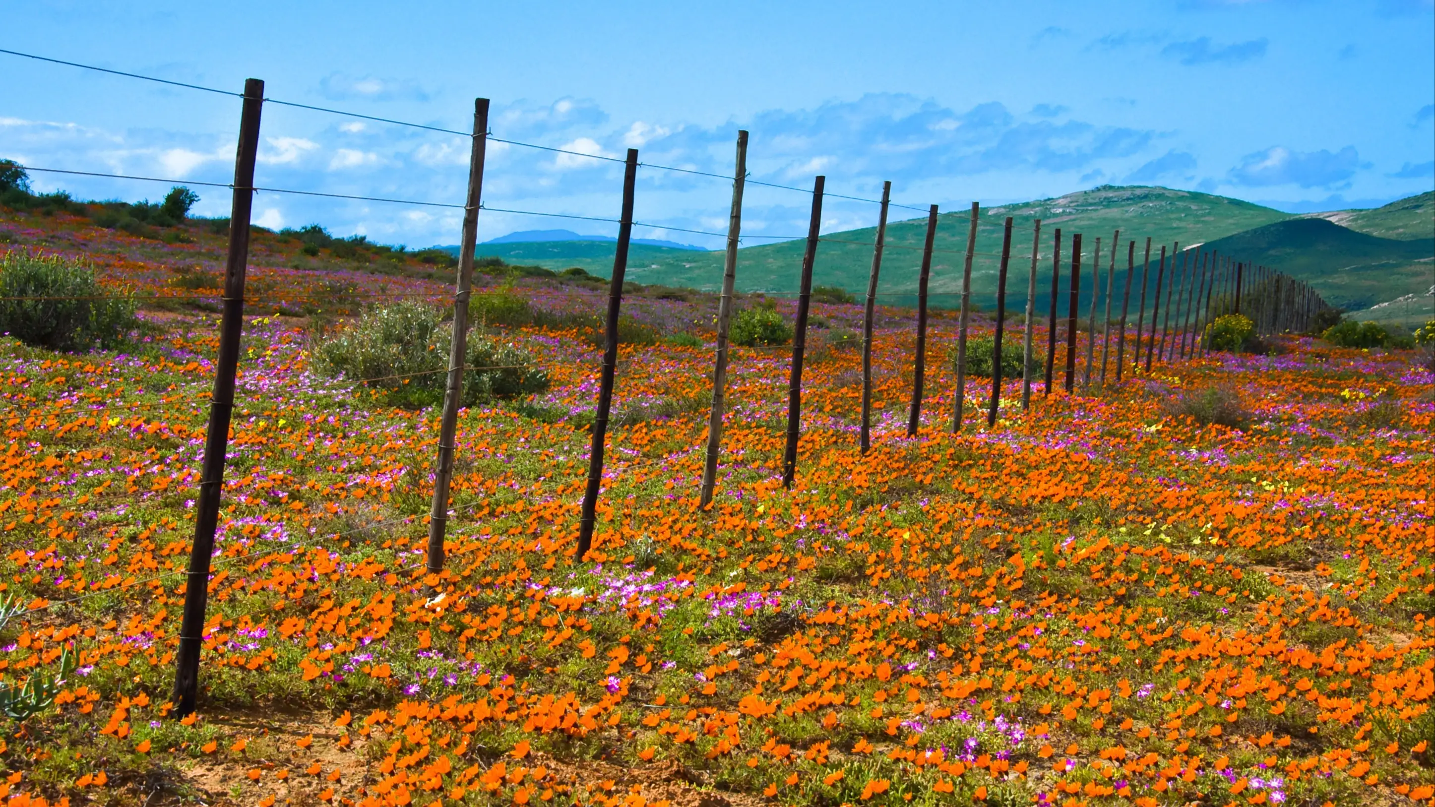 Champ de fleurs sauvages orange et violettes avec une clôture en bois traversant le paysage sous un ciel bleu et des collines vertes, Namaqualand.