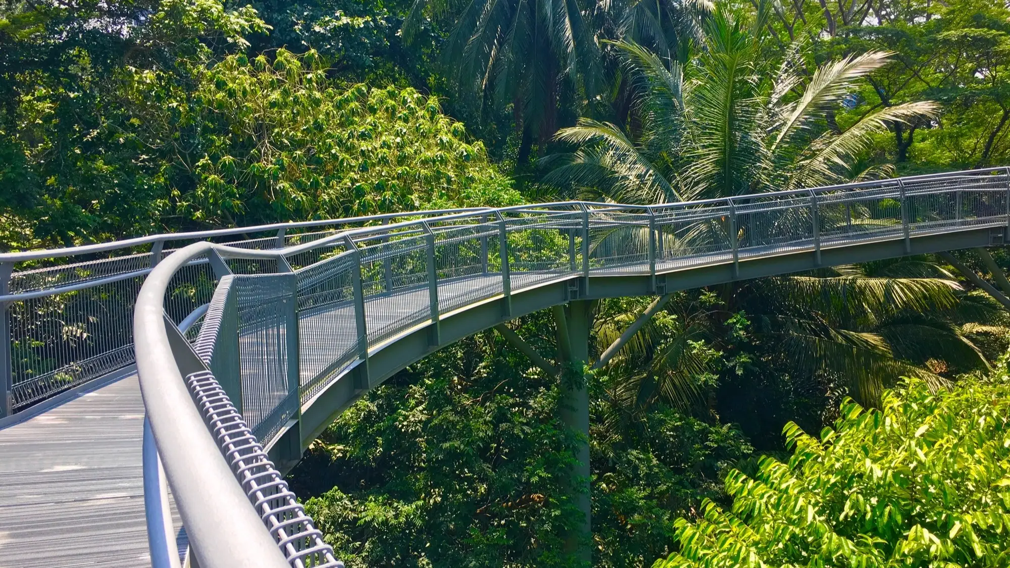 Tree Top Walk Southern Ridges Trail à Singapour