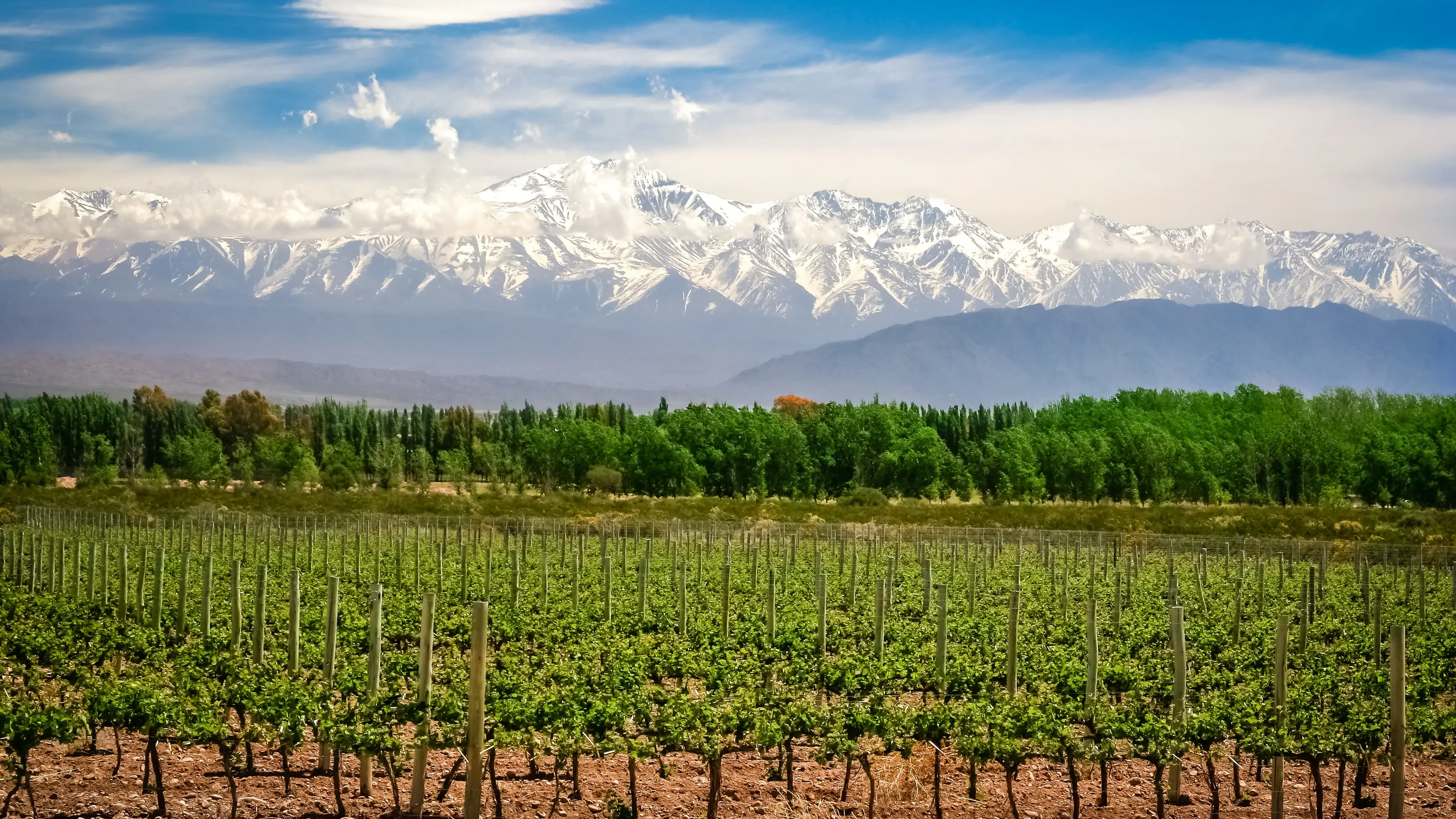 Mendoza Argentinien Weinberg in der Nähe von Mendoza, Argentinien